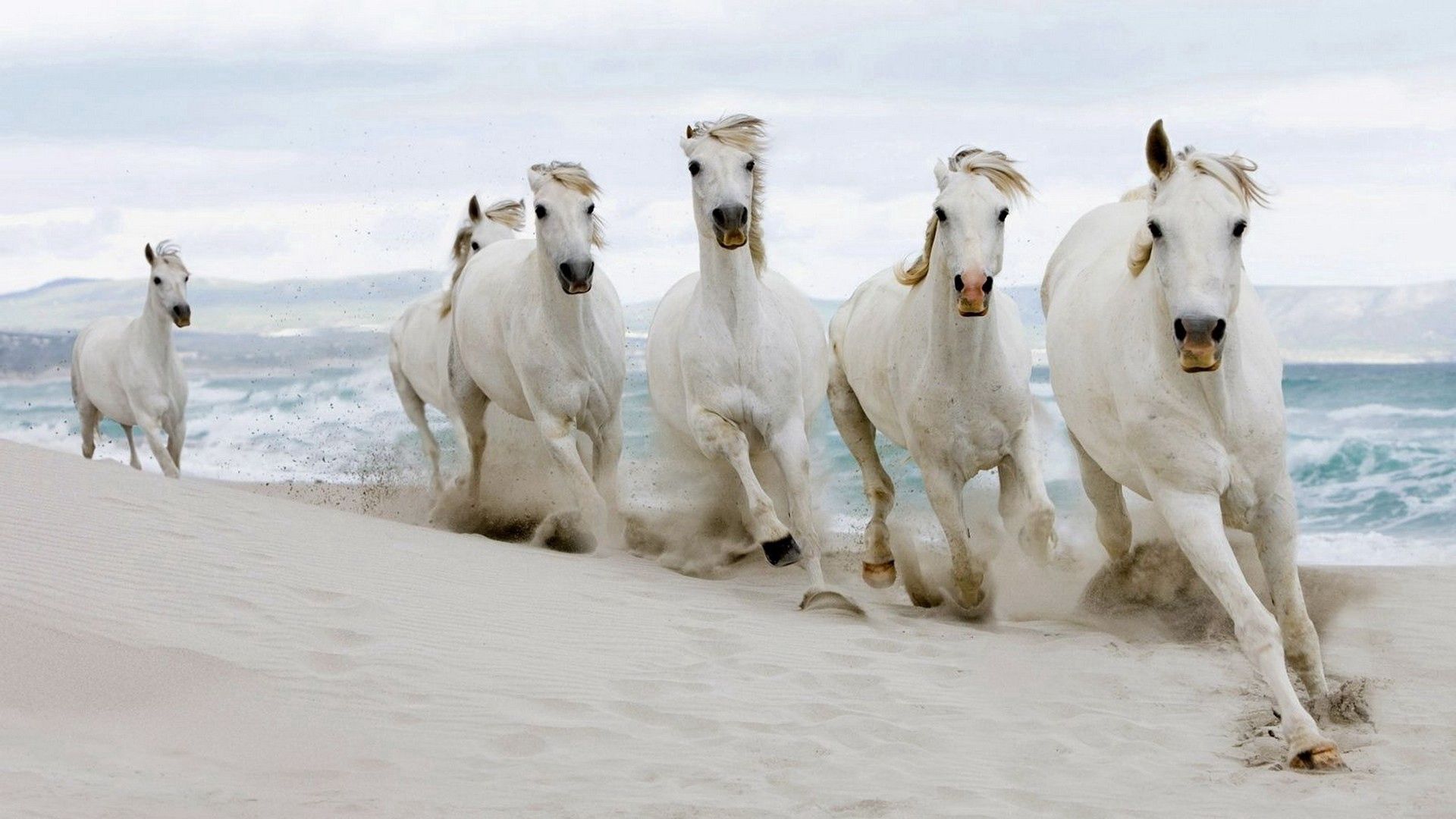 run away, horses, sea, sand, animals, herd, run lock screen backgrounds