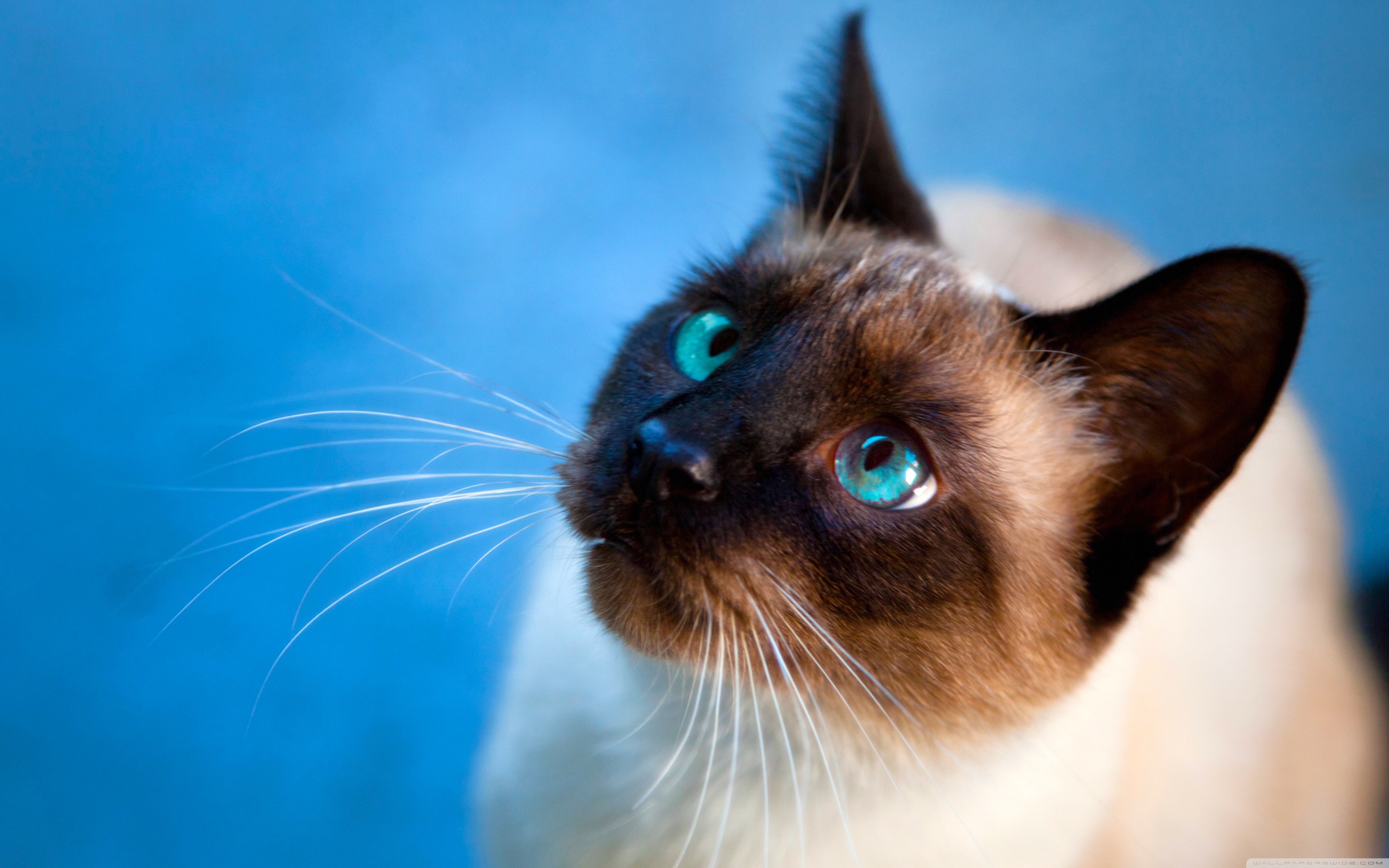 Laden Sie Siamesische Katze HD-Desktop-Hintergründe herunter