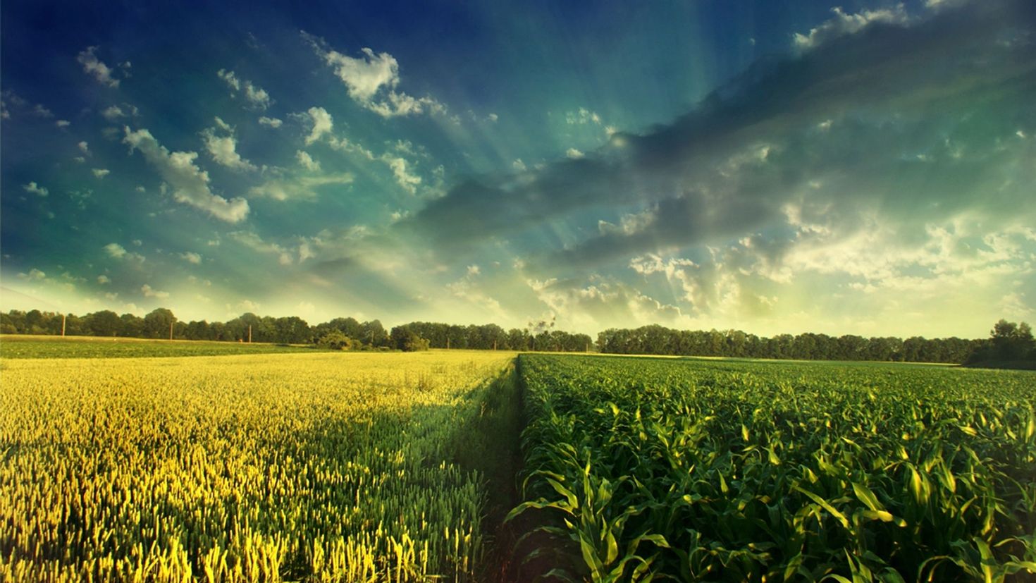 Same field. Красивое поле. Пейзаж поле. Фон поле. Кукурузное поле.