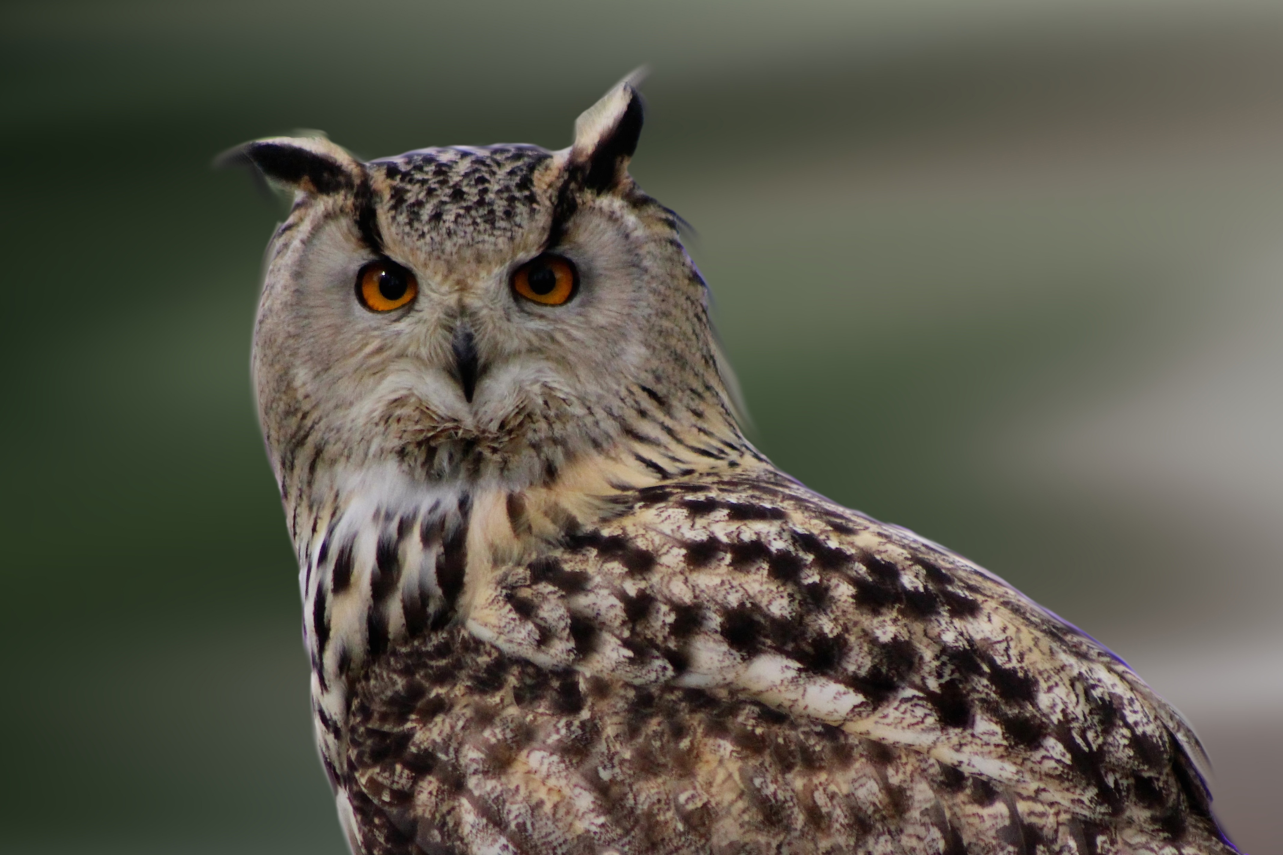 animals, owl, bird, predator, plumage Full HD