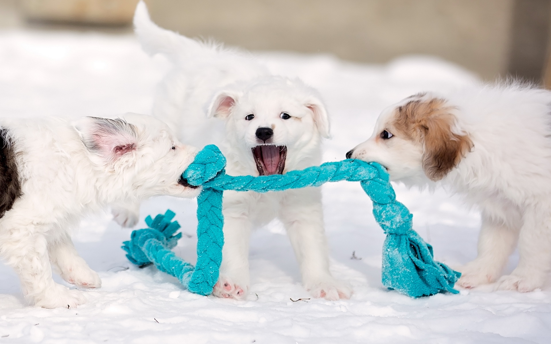Собака сугроб. Собака в снегу. Игривый щенок. Фотосессия щенков. Собака играет в снегу.