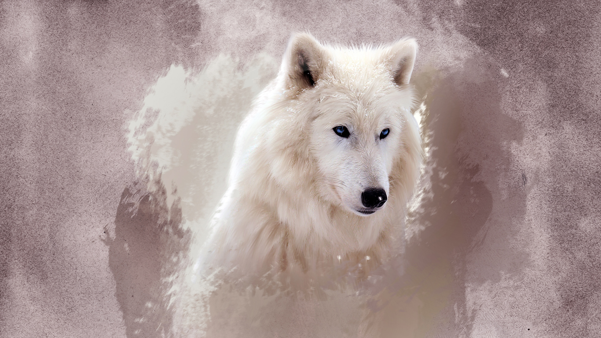 Красивый волк