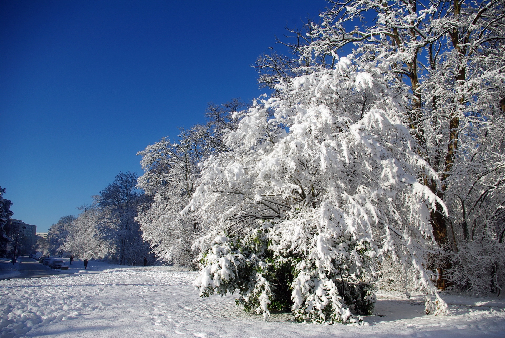132436 Hintergrundbild herunterladen winter, natur, bäume, schnee, frankreich, frost, rauhreif, klar, ich verstehe, velizy vilacoublé, velizi vilacuble - Bildschirmschoner und Bilder kostenlos