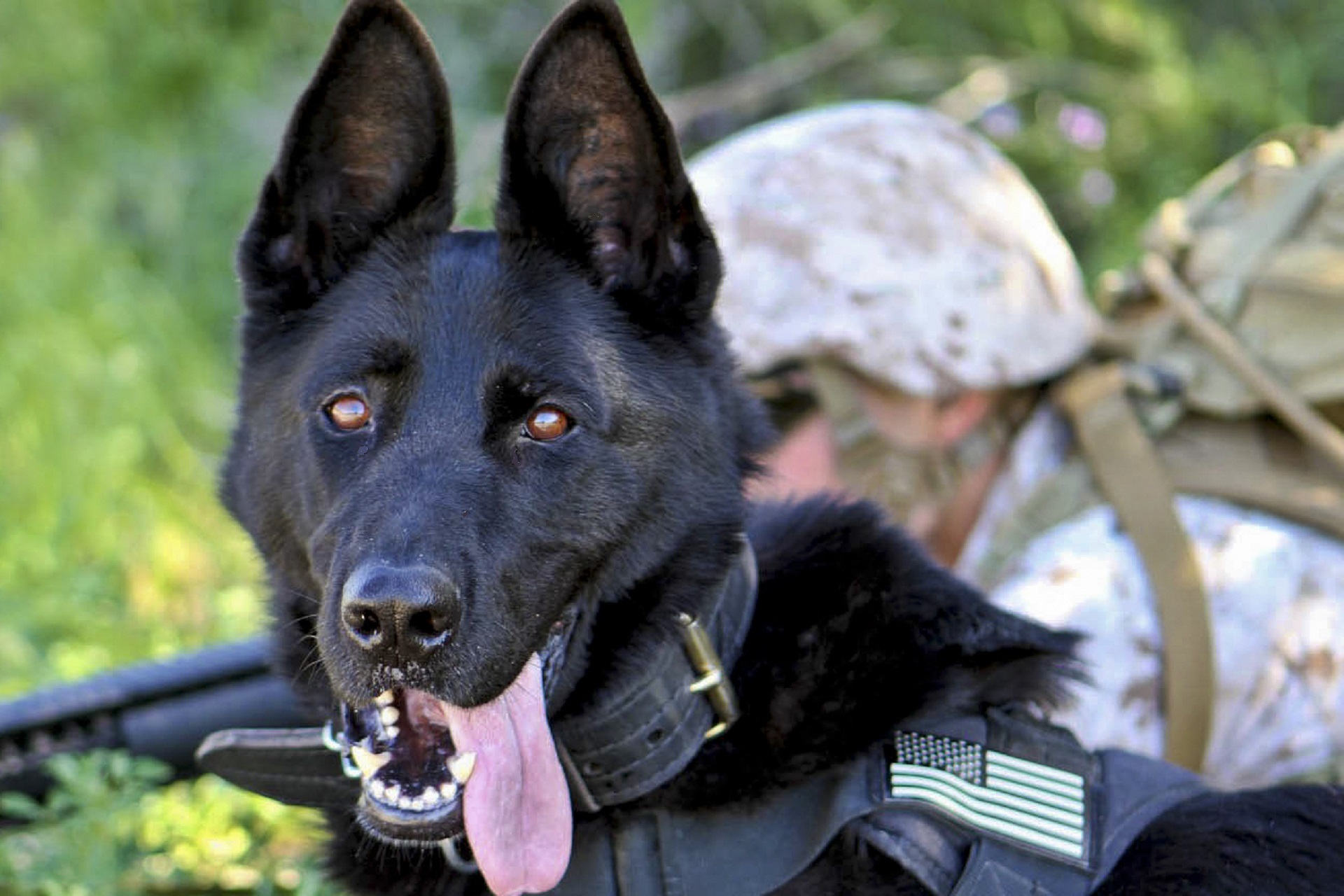 Download mobile wallpaper Tongue Stuck Out, Protruding Tongue, Animals, Dog, German Shepherd, Military for free.