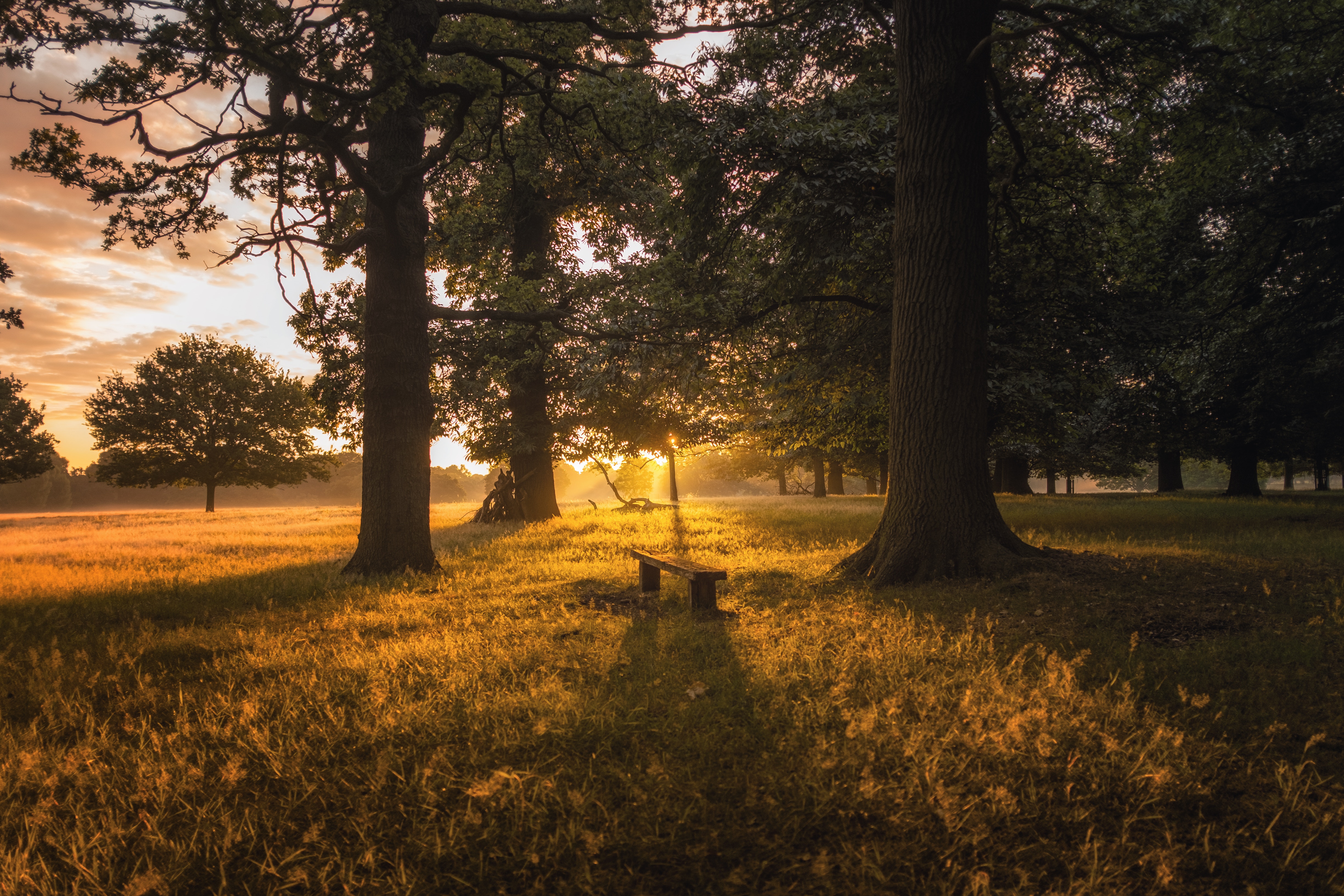 trees, bench, nature, grass, dawn, forest 8K