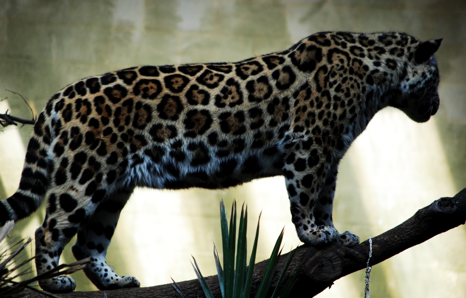 4566 Protetores de tela e papéis de parede Leopards em seu telefone. Baixe  fotos gratuitamente