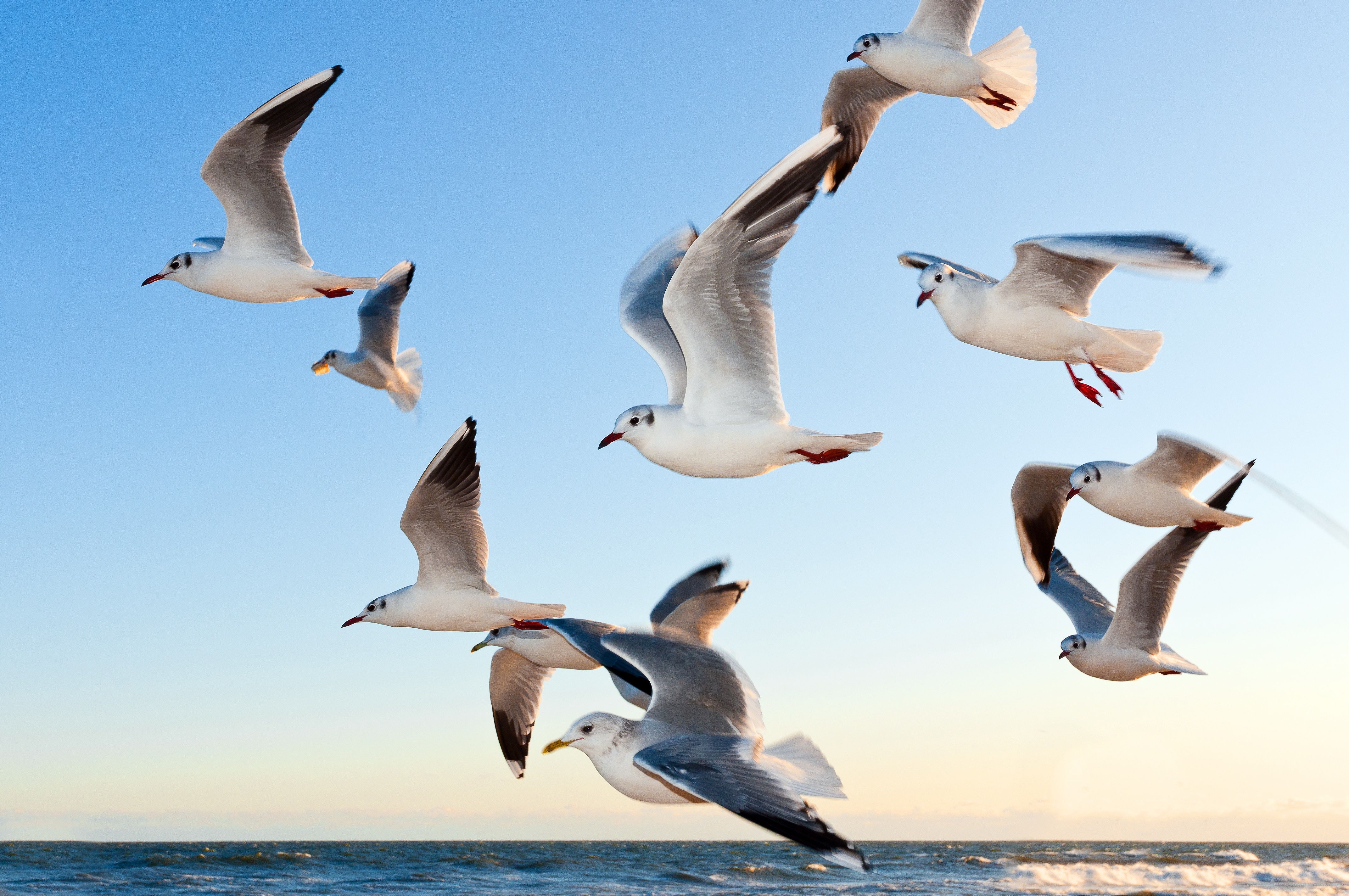 149309 Hintergrundbild herunterladen sea, tiere, vögel, seagulls, flug - Bildschirmschoner und Bilder kostenlos