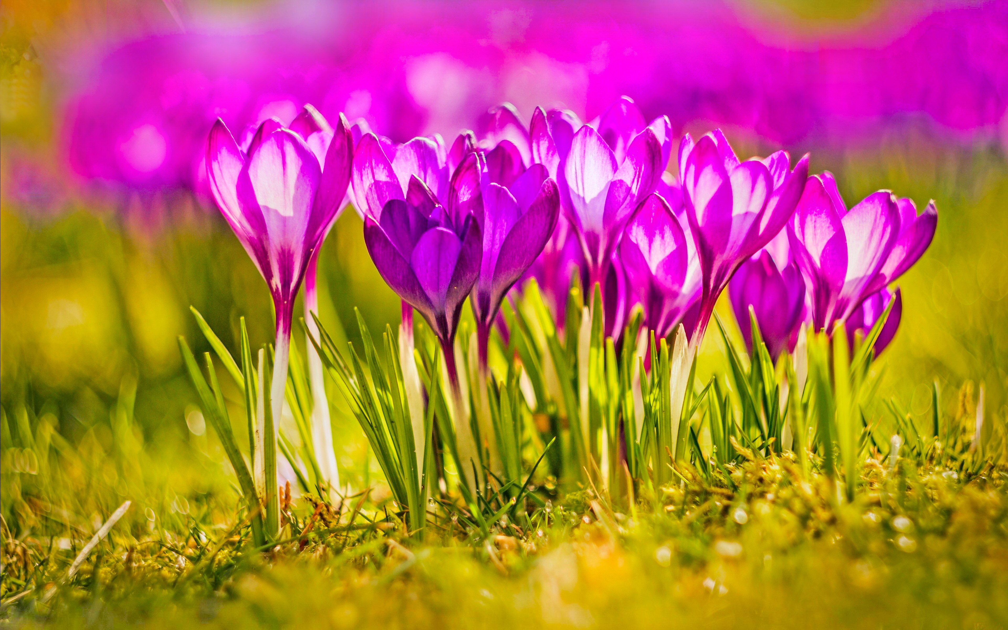 pink flower, spring, earth, crocus, flower, flowers Phone Background