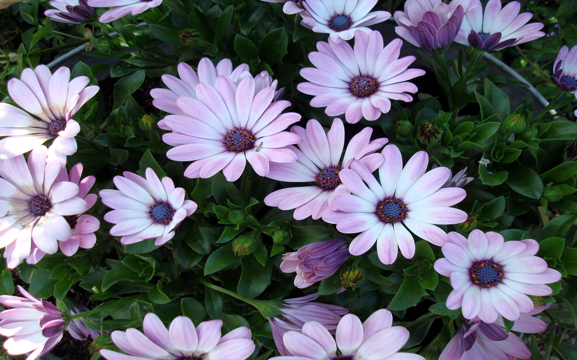 earth, african daisy, close up, daisy, flower, leaf, purple flower cell phone wallpapers