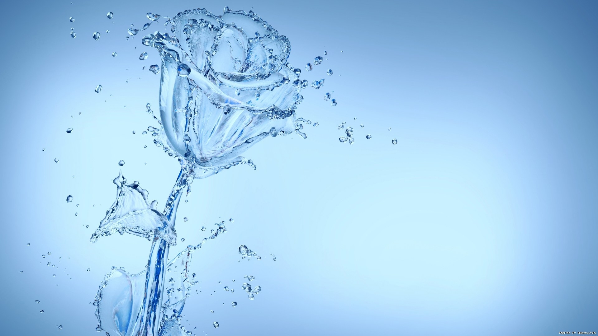 Download mobile wallpaper Water, Roses, Background for free.