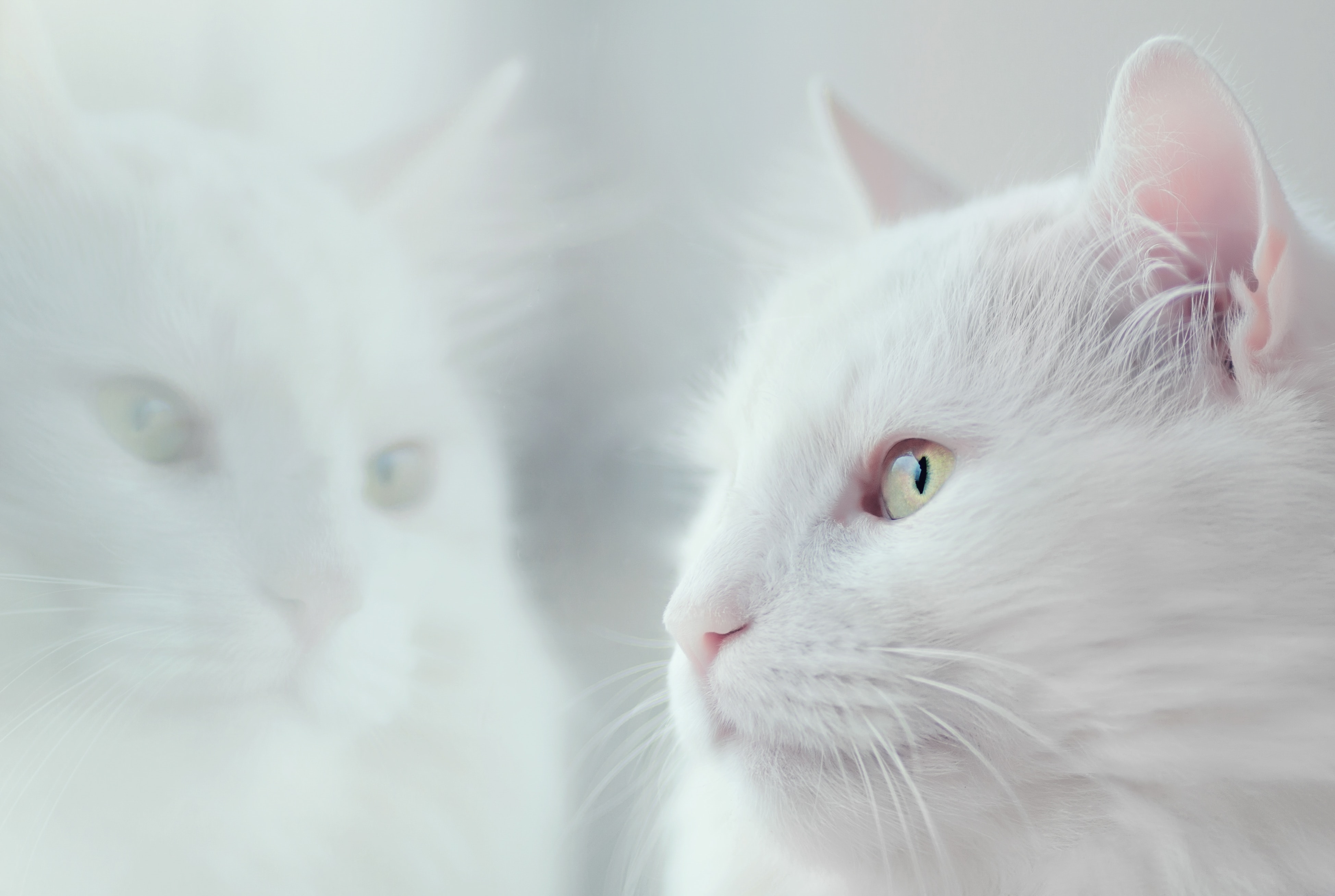 Котики Белые
