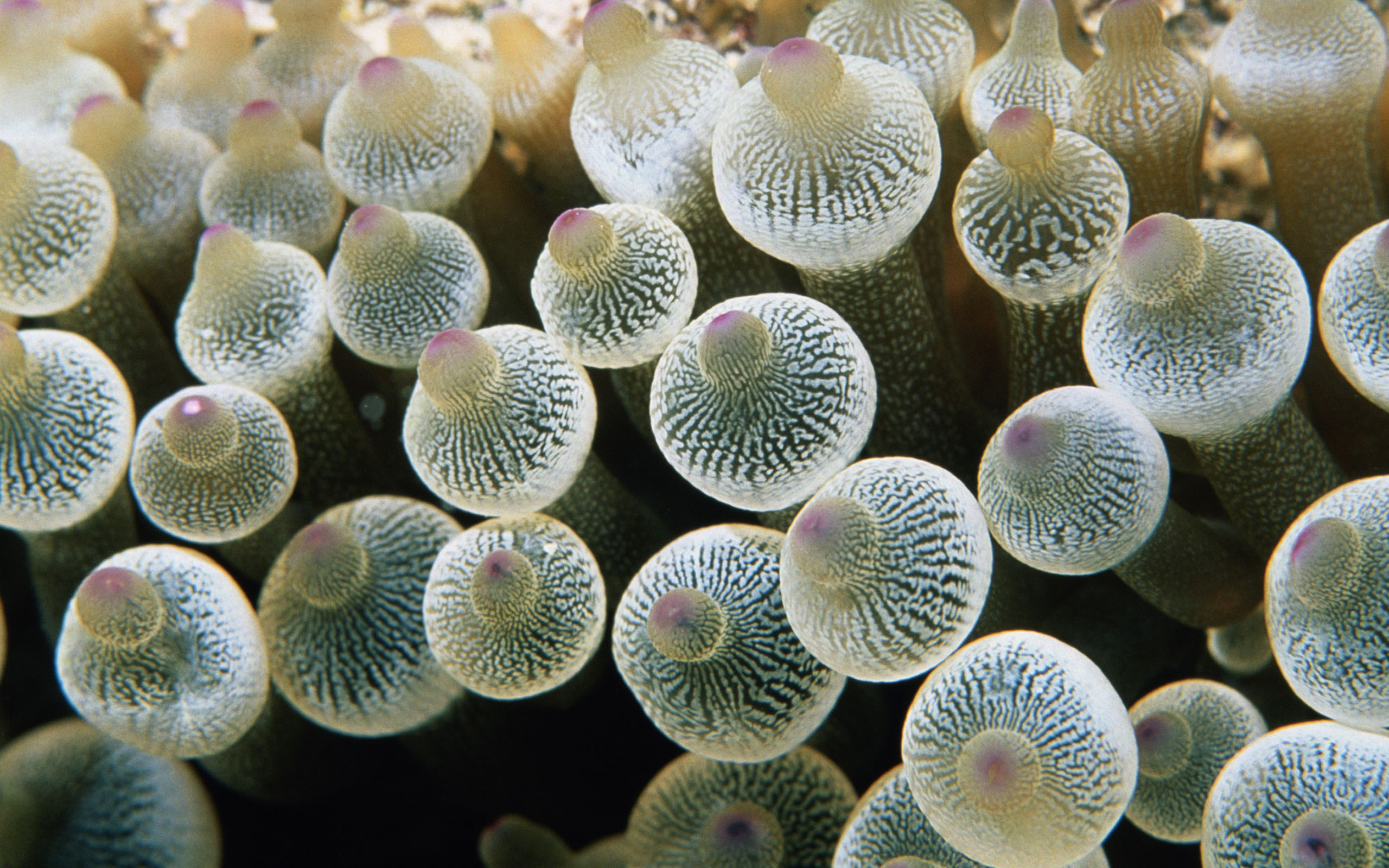 Sea Anemone iPhone wallpapers