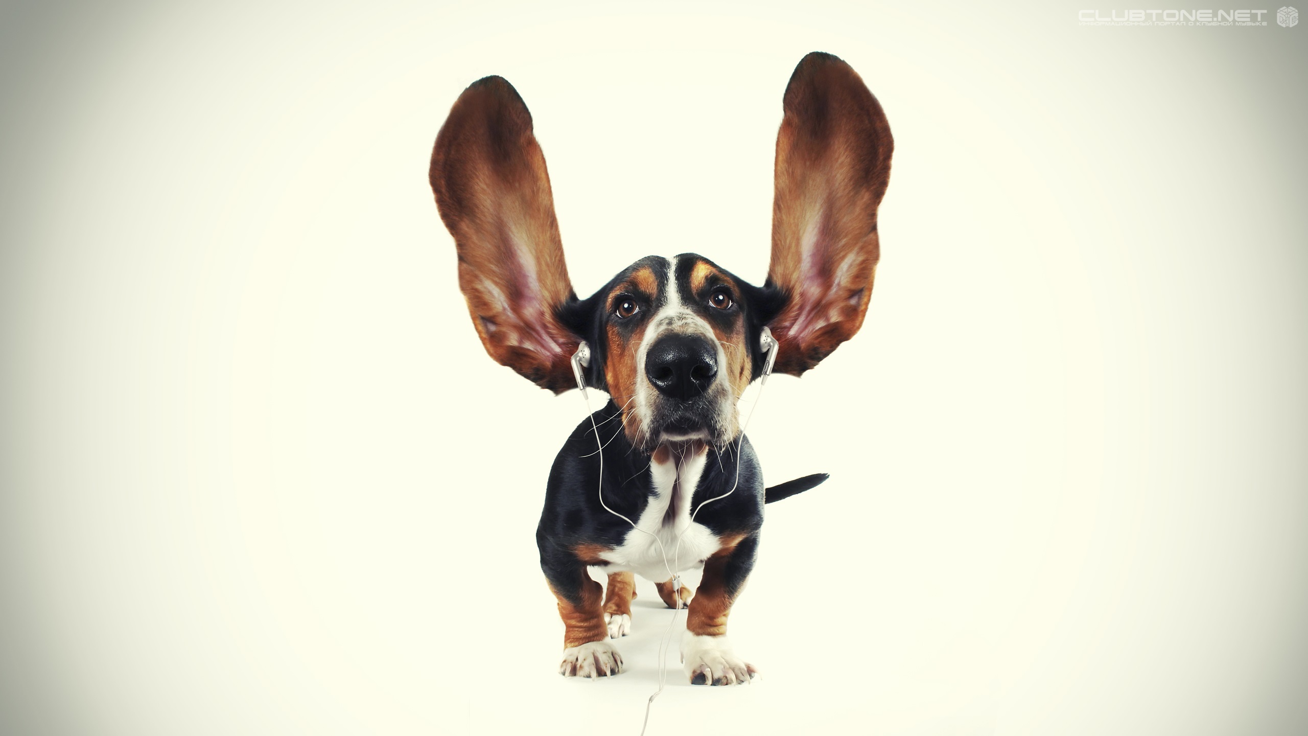 Laden Sie das Tiere, Hunde, Musik, Humor-Bild kostenlos auf Ihren PC-Desktop herunter