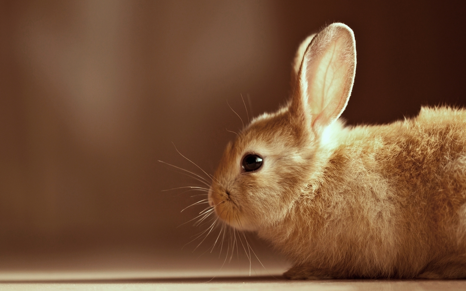 35215 descargar imagen conejos, animales, naranja: fondos de pantalla y protectores de pantalla gratis