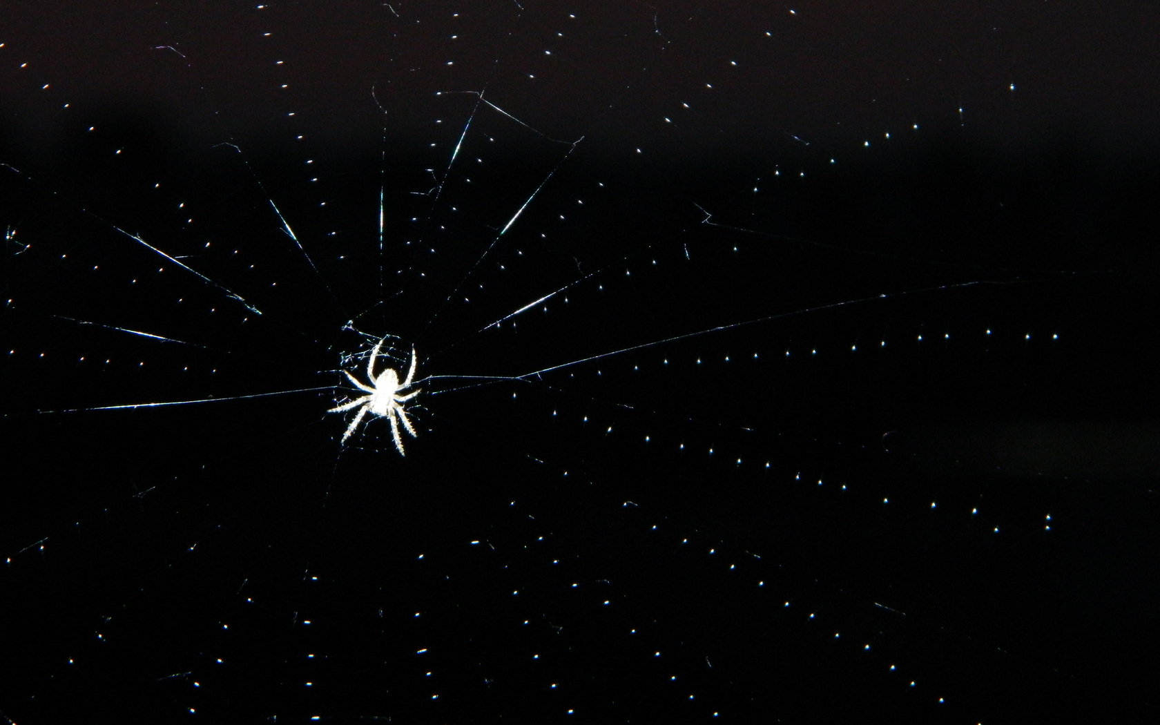 Черный экран с пауком