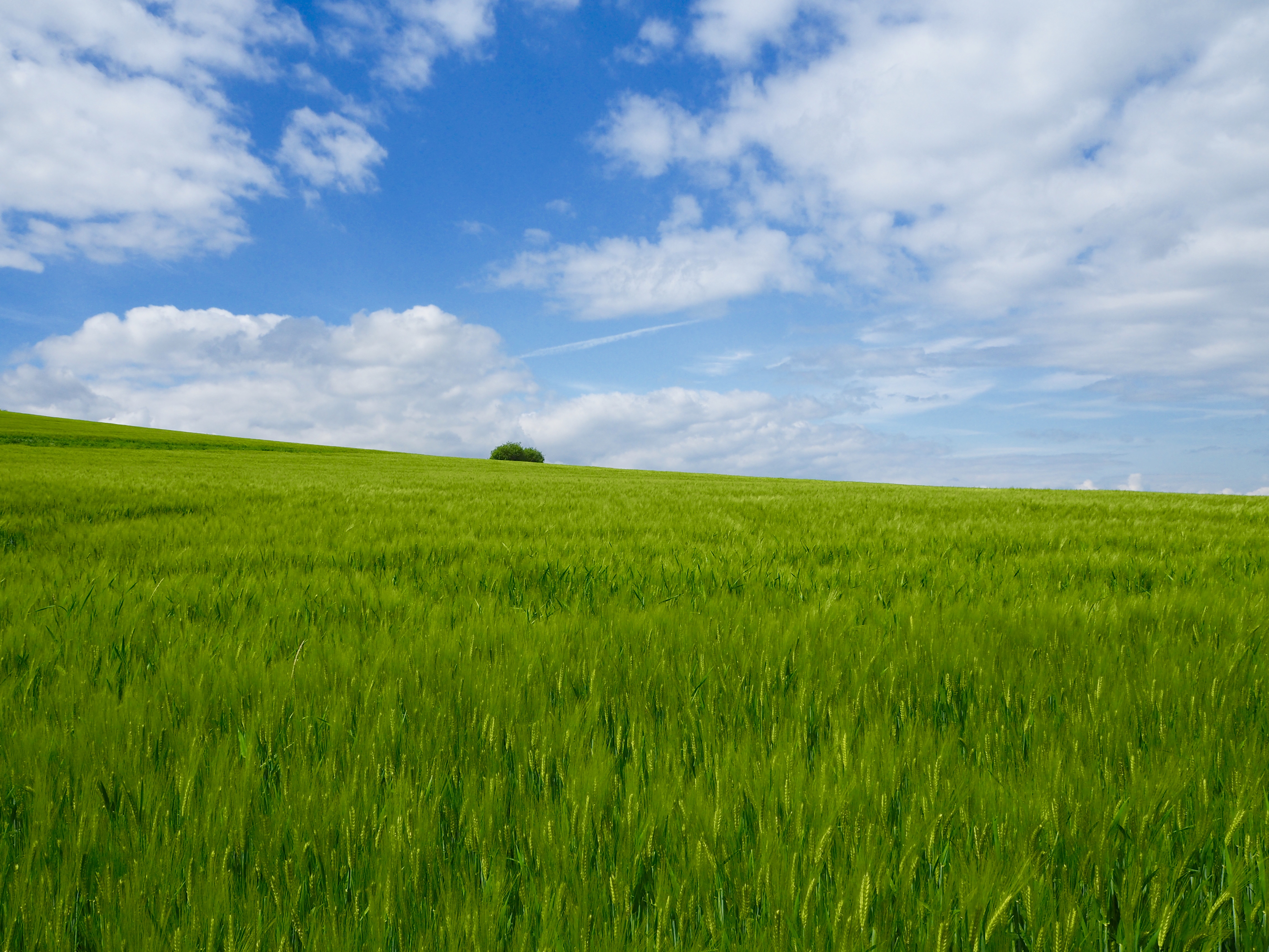 85024 скачать картинку поле, природа, трава, небо, горизонт, куст - обои и заставки бесплатно