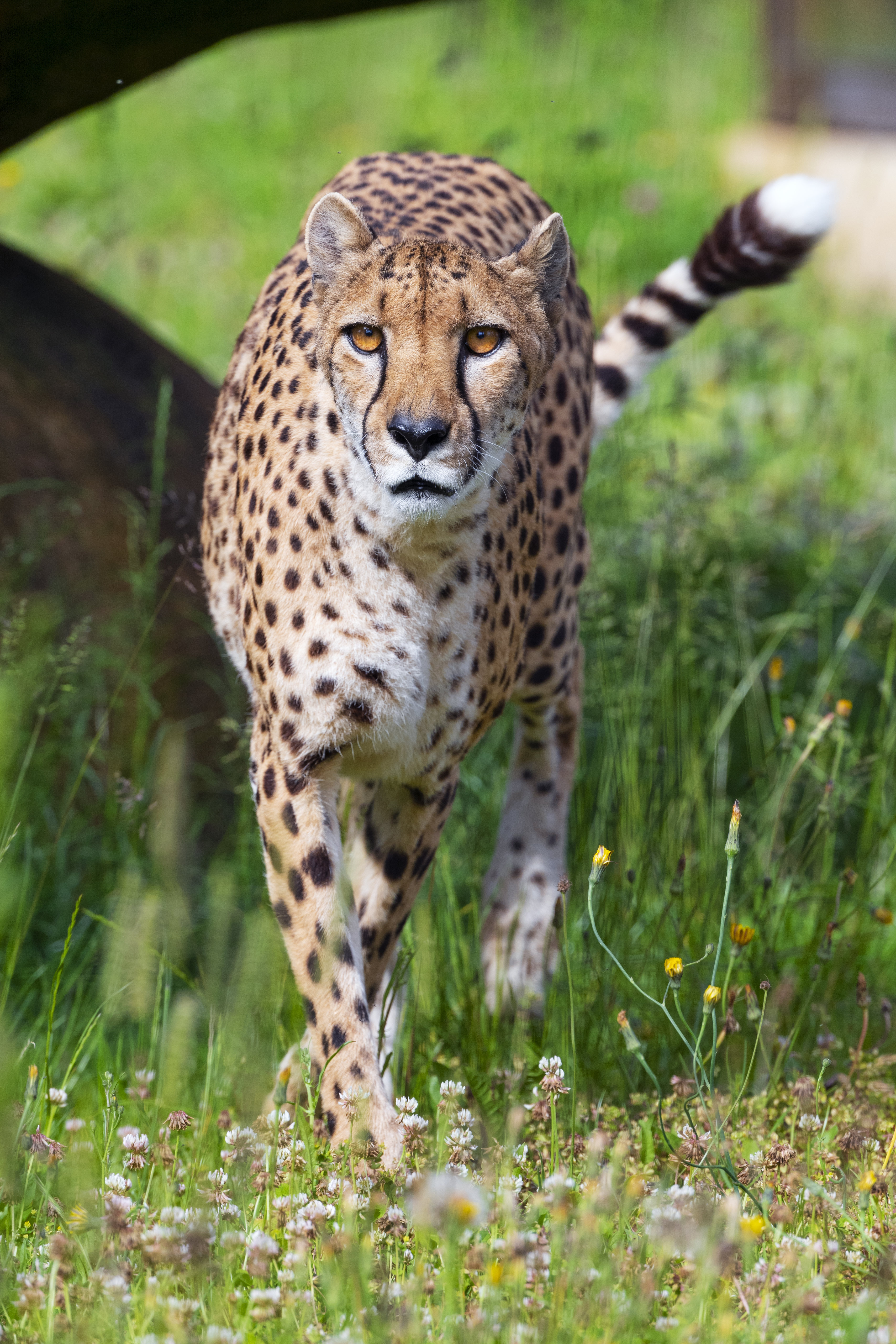 cheetah, animals, flowers, predator, big cat, sight, opinion HD wallpaper