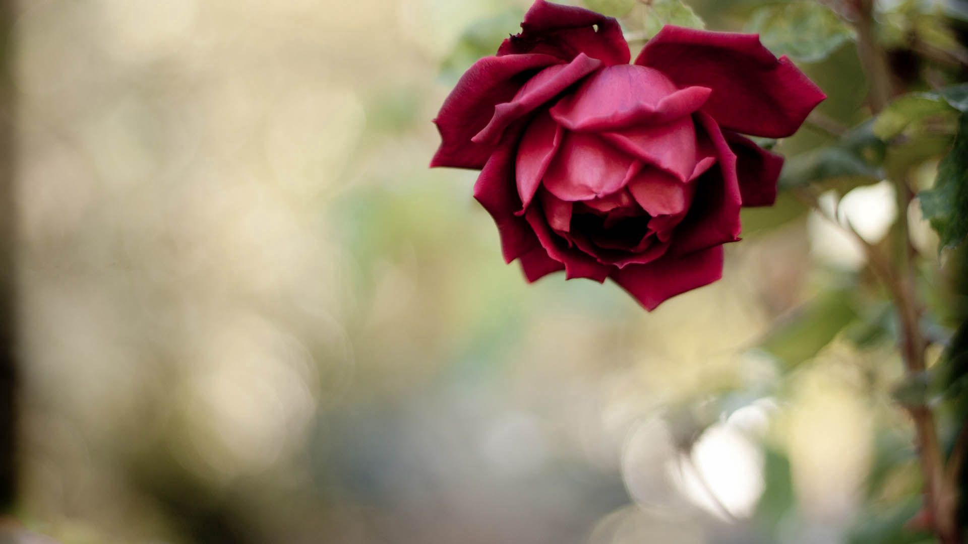 Download mobile wallpaper Macro, Petals, Rose Flower, Rose, Plant for free.