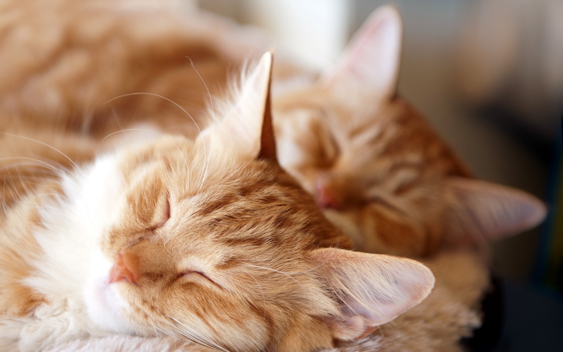 Пушистые котята спят. Рыжий котик. Рыжая кошка. Нежные котята.