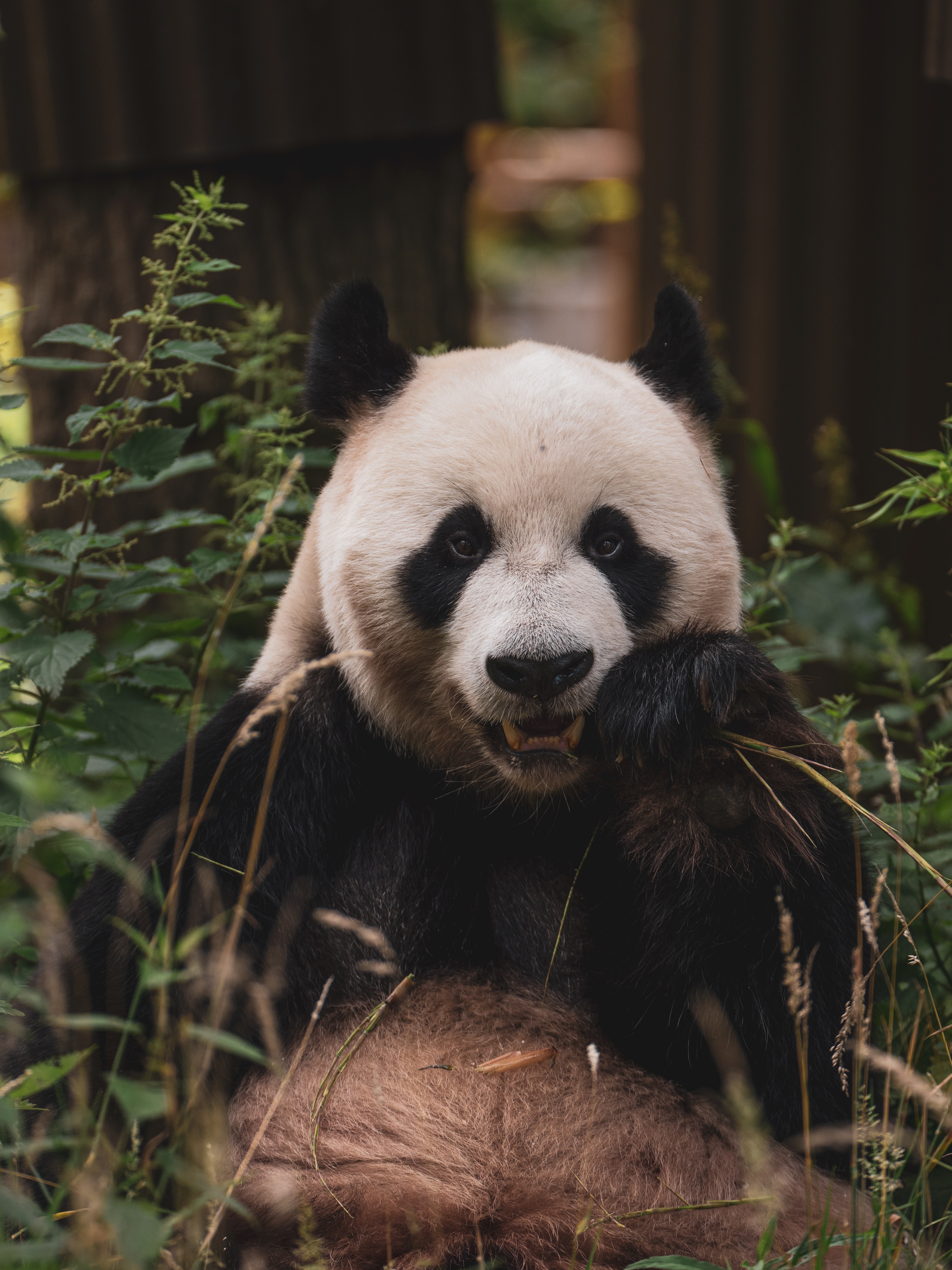 Download mobile wallpaper Muzzle, Animals, Animal, Bamboo, Panda for free.