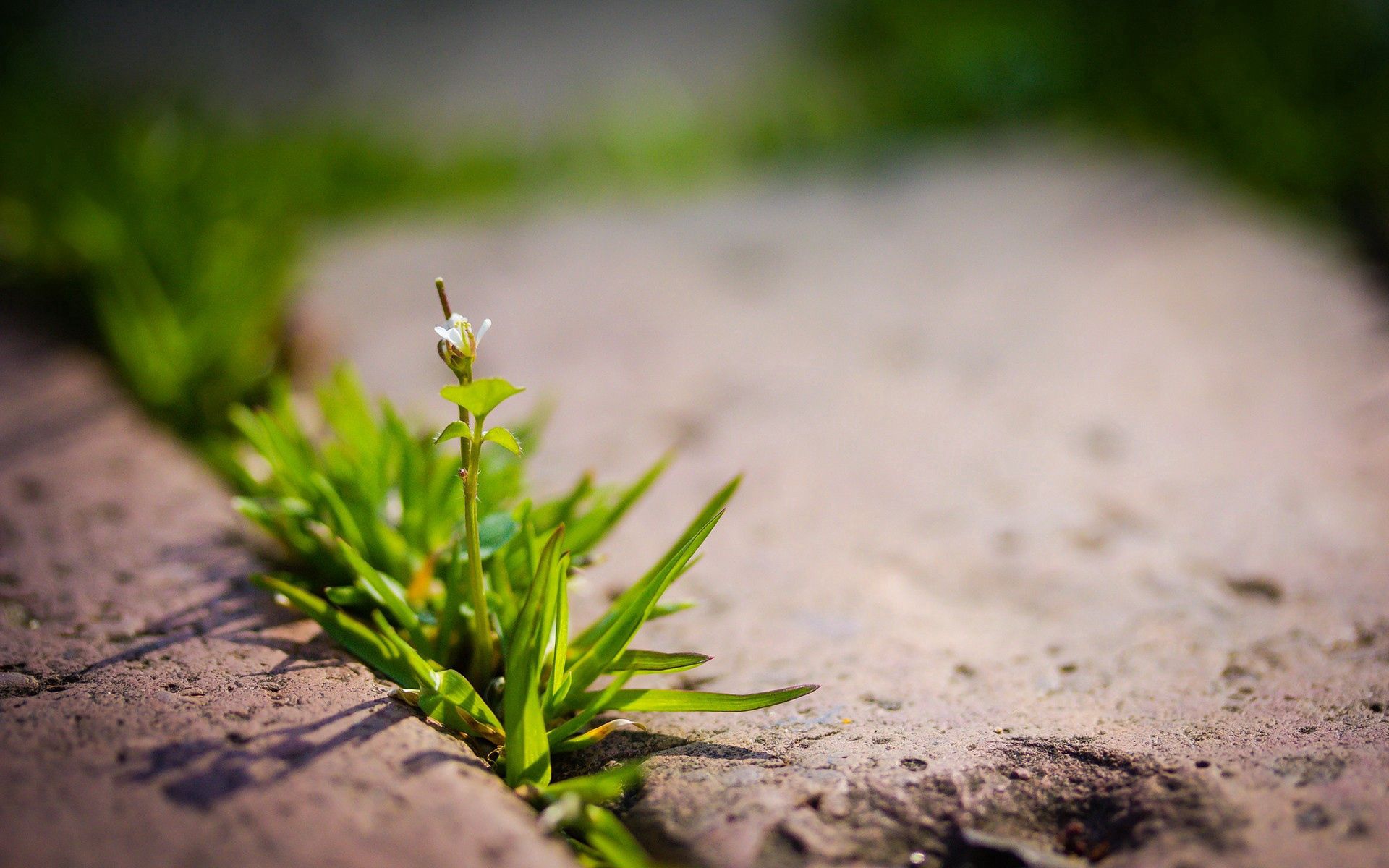 green, plant, macro, sprout 4K