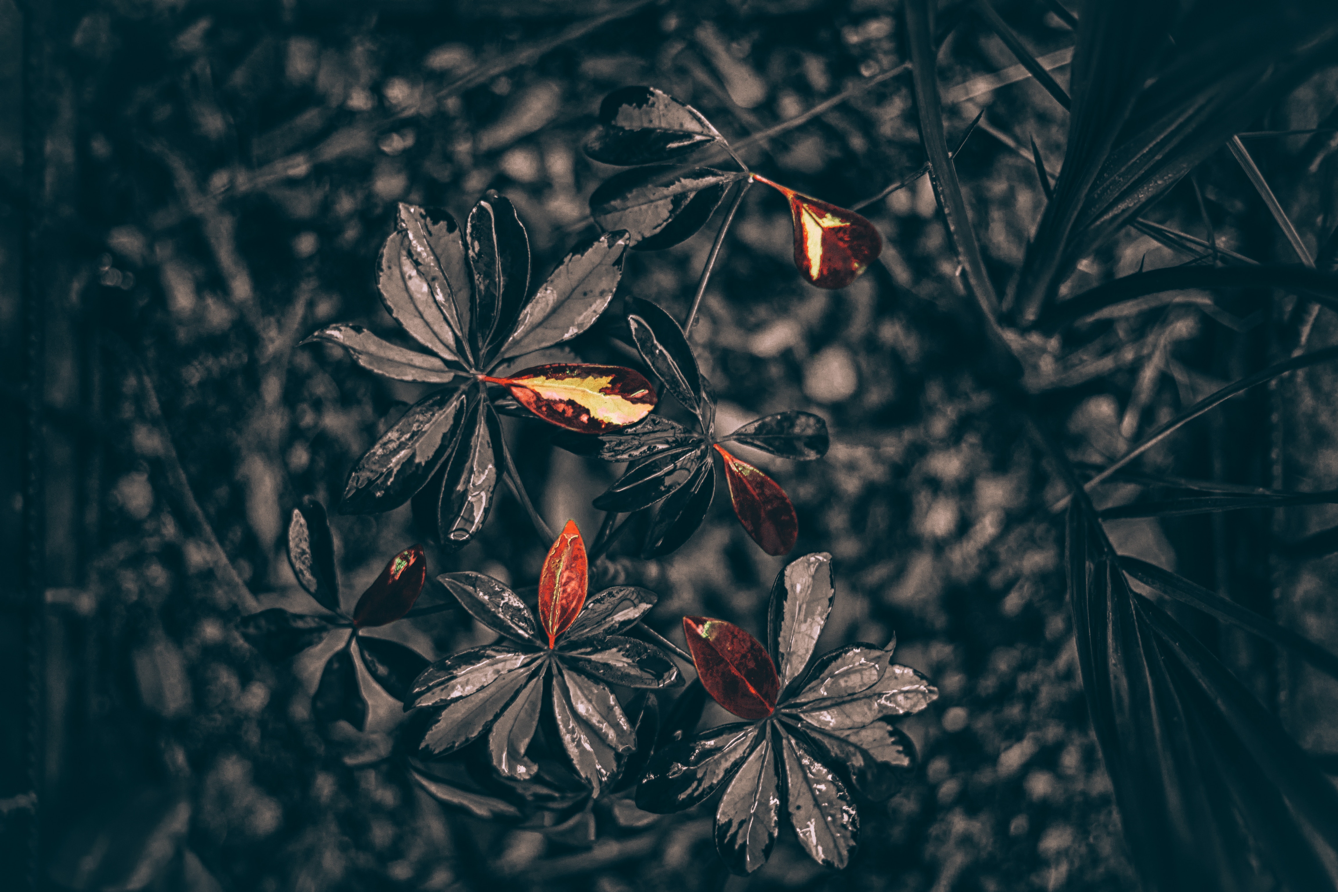Laden Sie das Drops, Blätter, Makro, Pflanze, Das Schwarze-Bild kostenlos auf Ihren PC-Desktop herunter