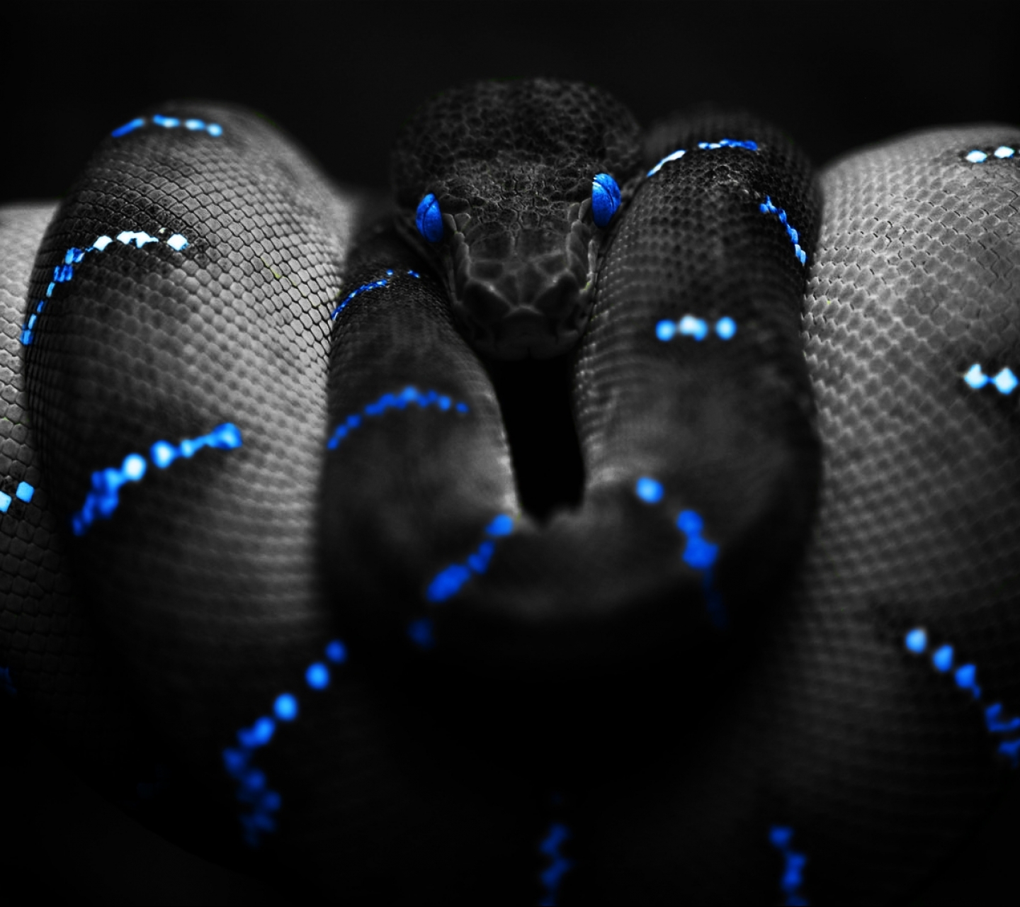 Красивые черные змеи