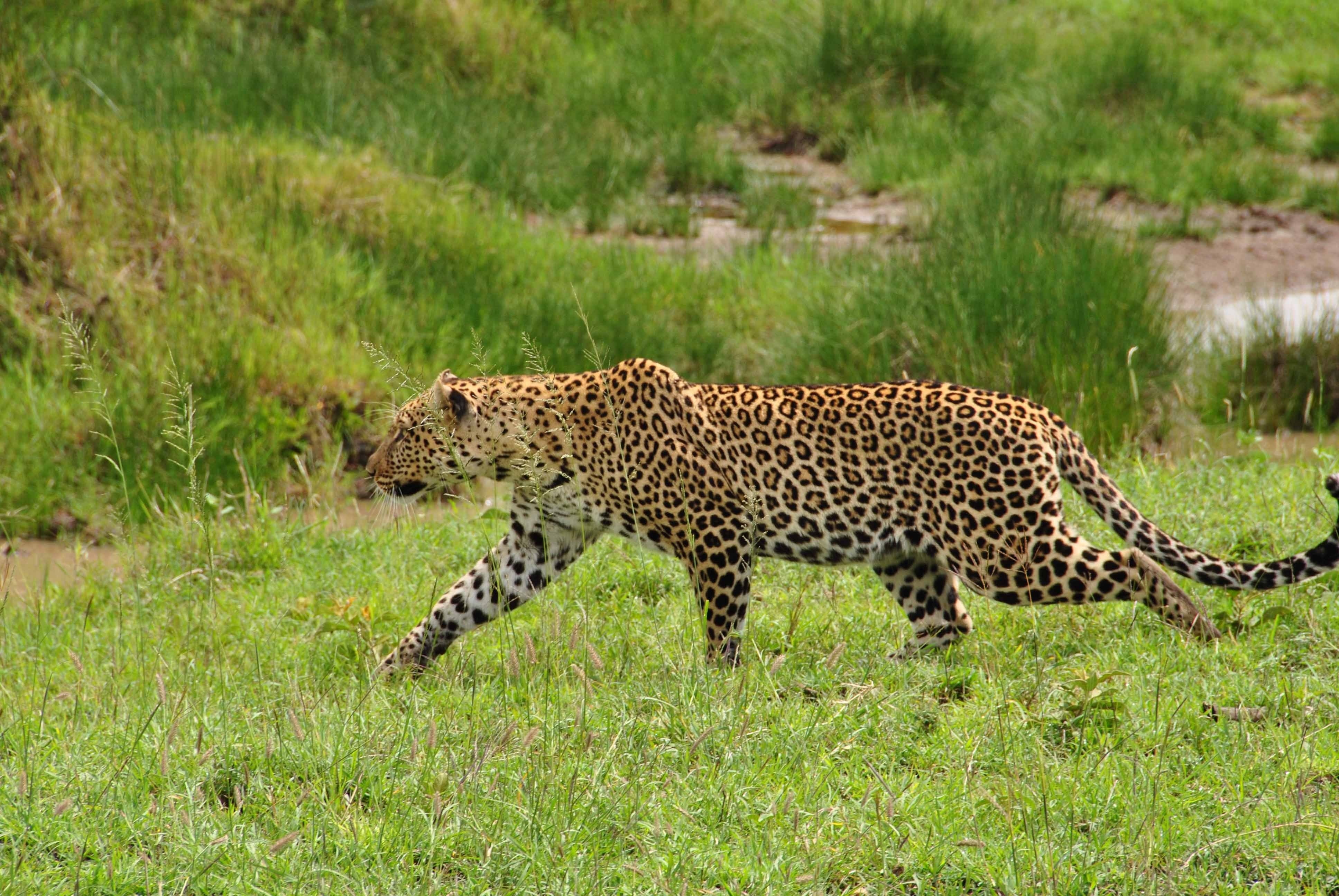 302908 Hintergrundbild herunterladen tiere, leopard, katzen - Bildschirmschoner und Bilder kostenlos