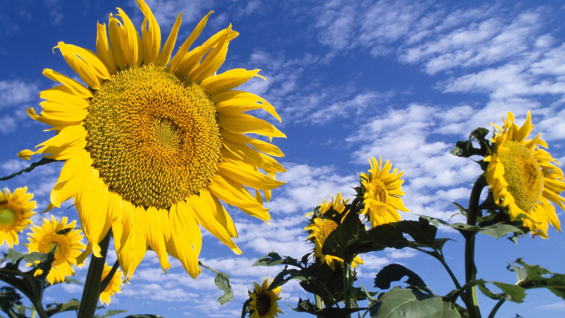 Download background sunflowers, nature, flowers, sky, clouds, summer, field