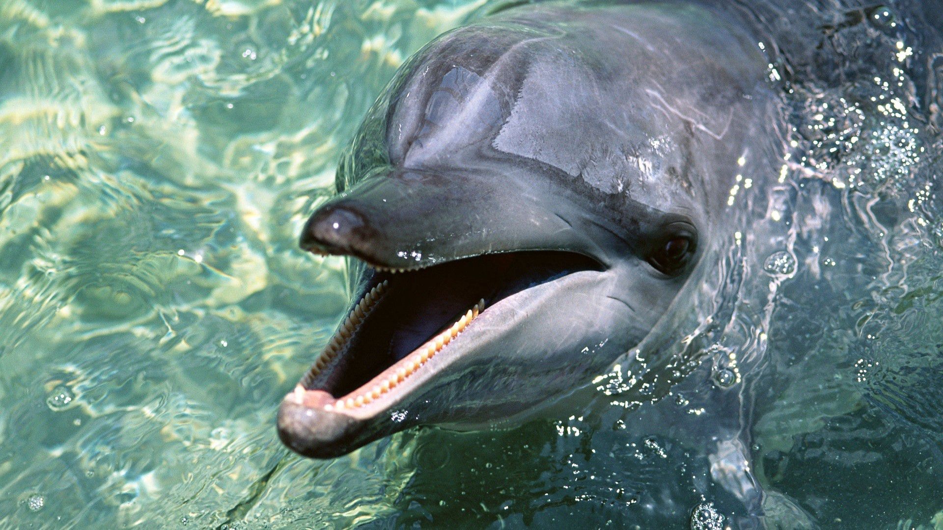 dolphin, animals, water, teeth desktop HD wallpaper