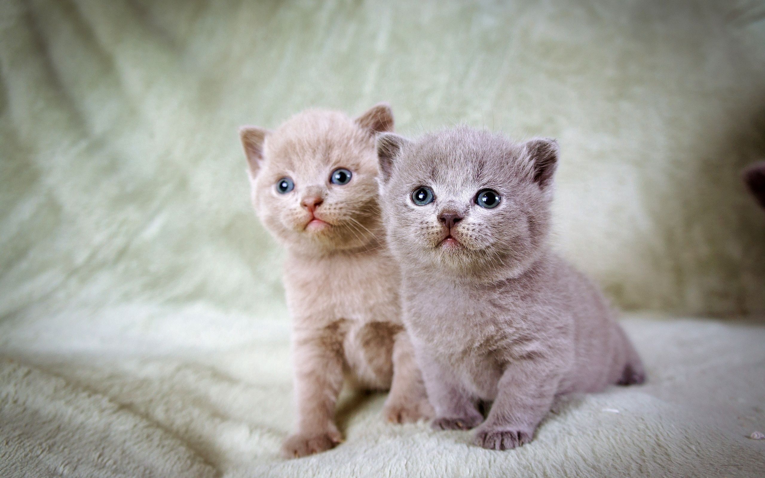 Download mobile wallpaper Kittens, Sit, Beautiful, Animals, Pair, Couple for free.