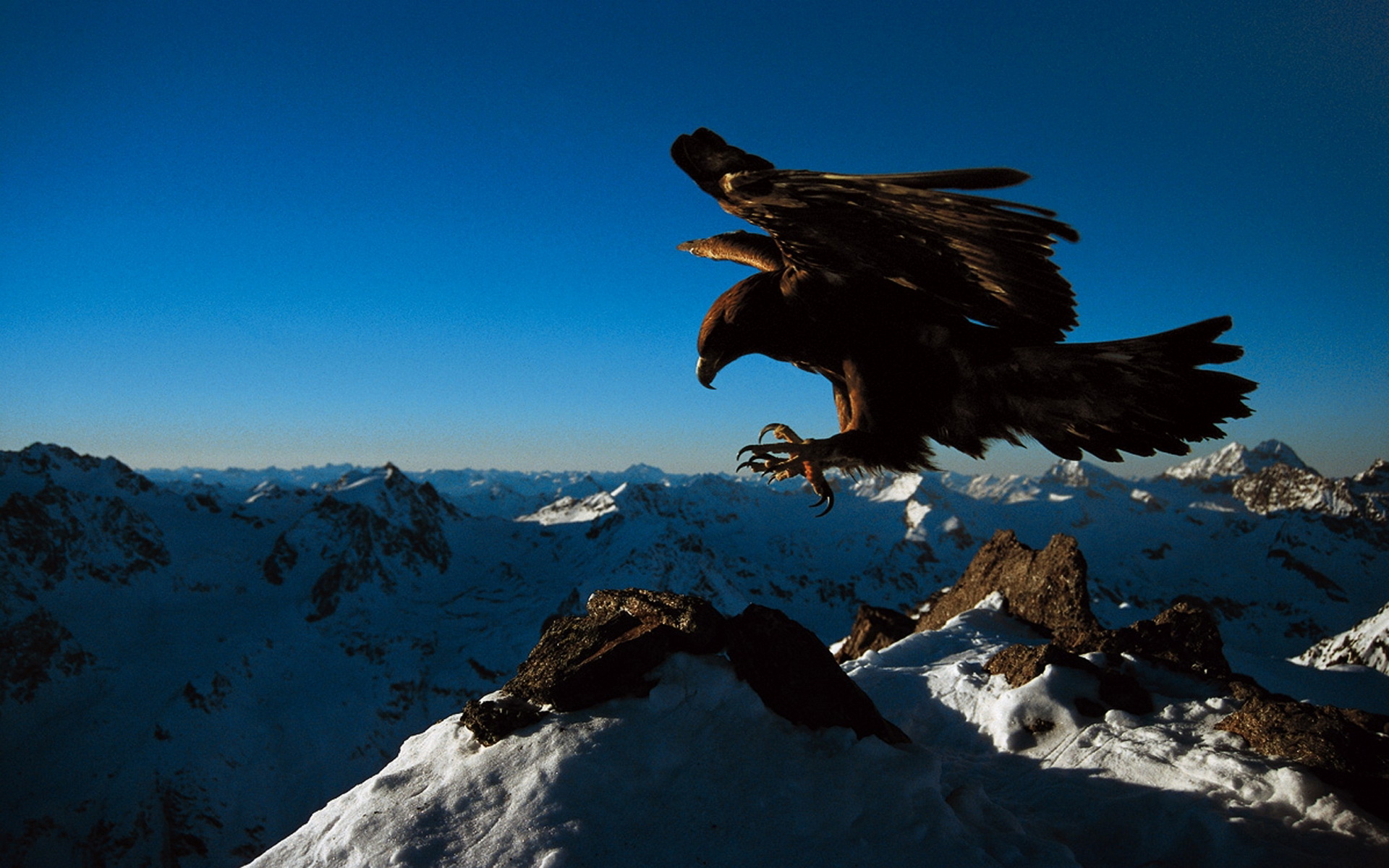 фото орла над горами