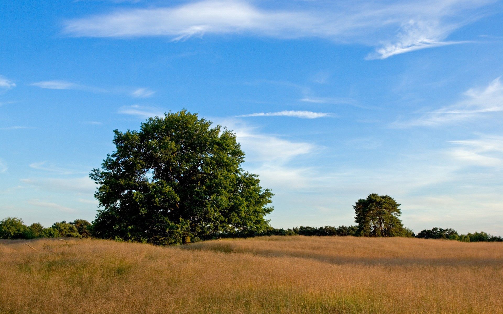 nature, trees, grass, field, meadow, open spaces, expanse