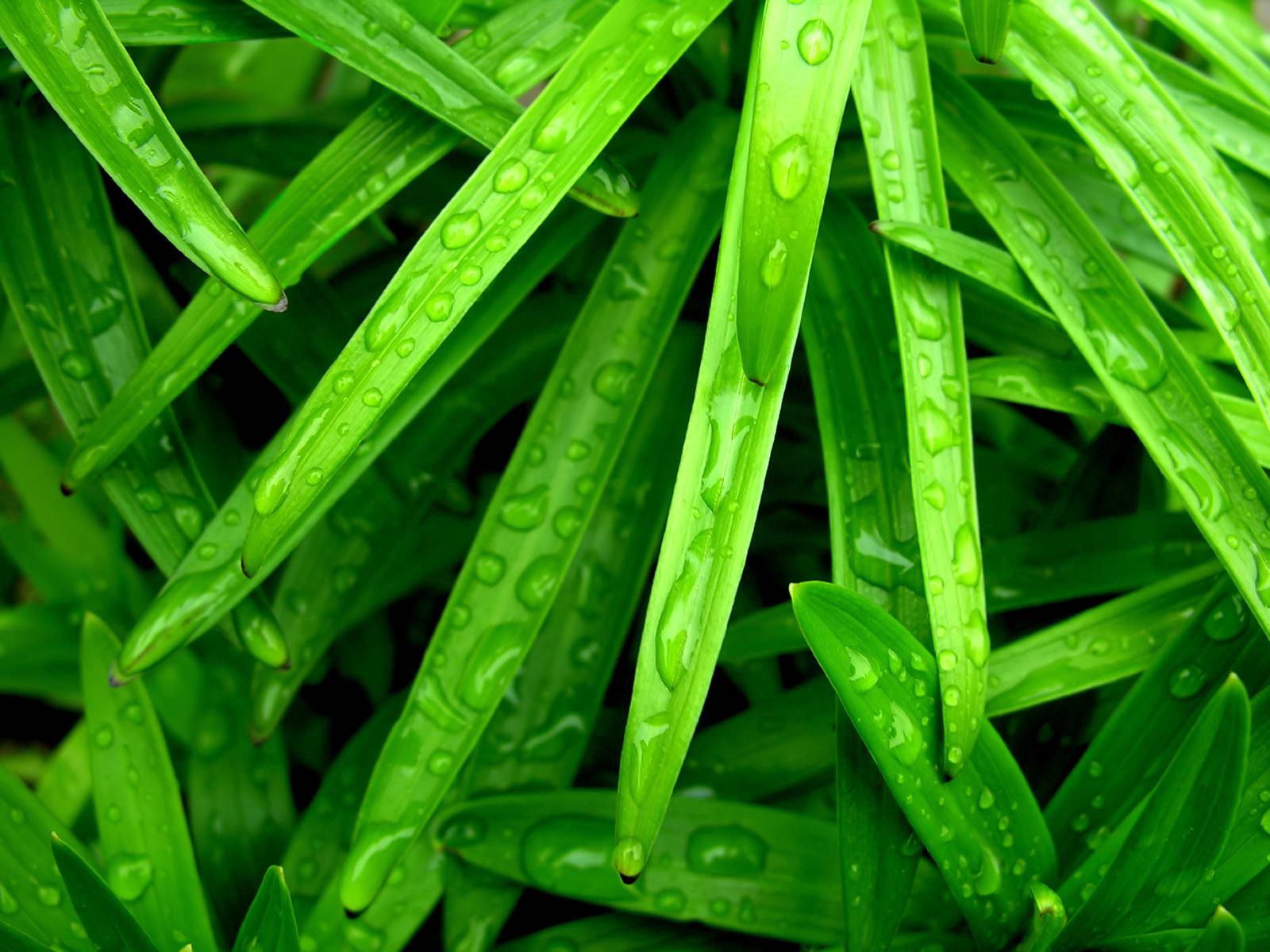 drops, grass, green, macro, wet, humid