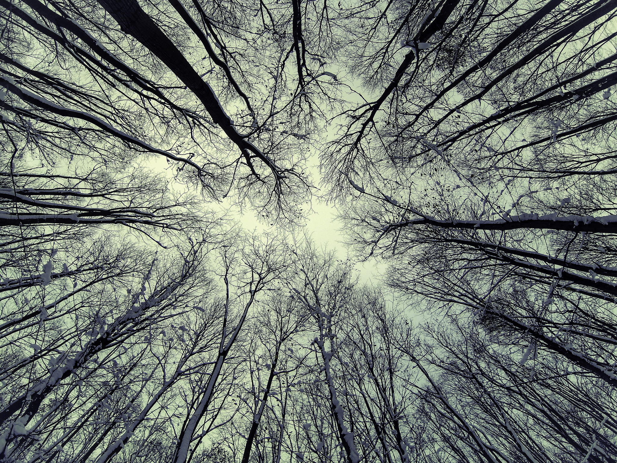 Отражение деревьев текстура