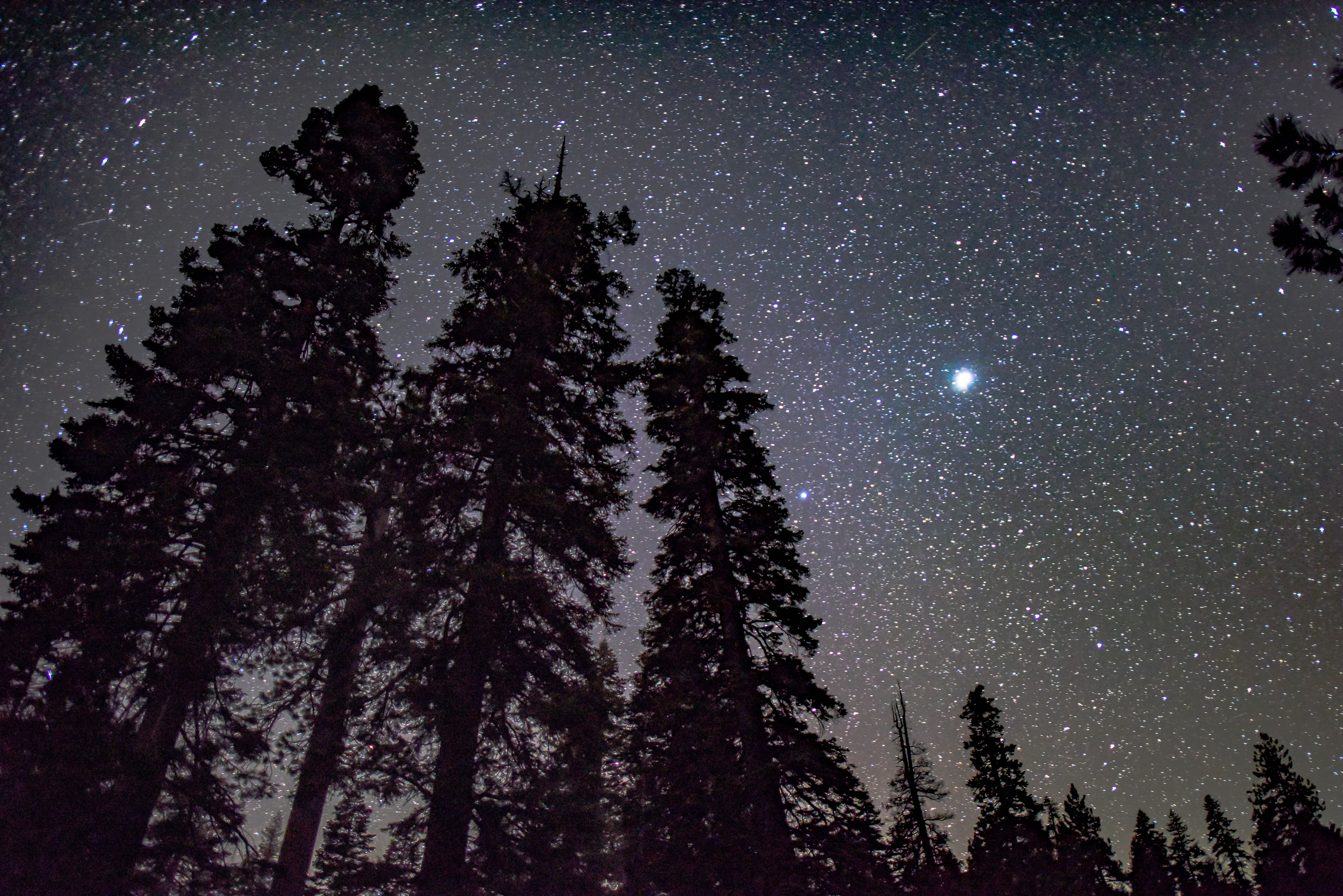Звезды над лесом
