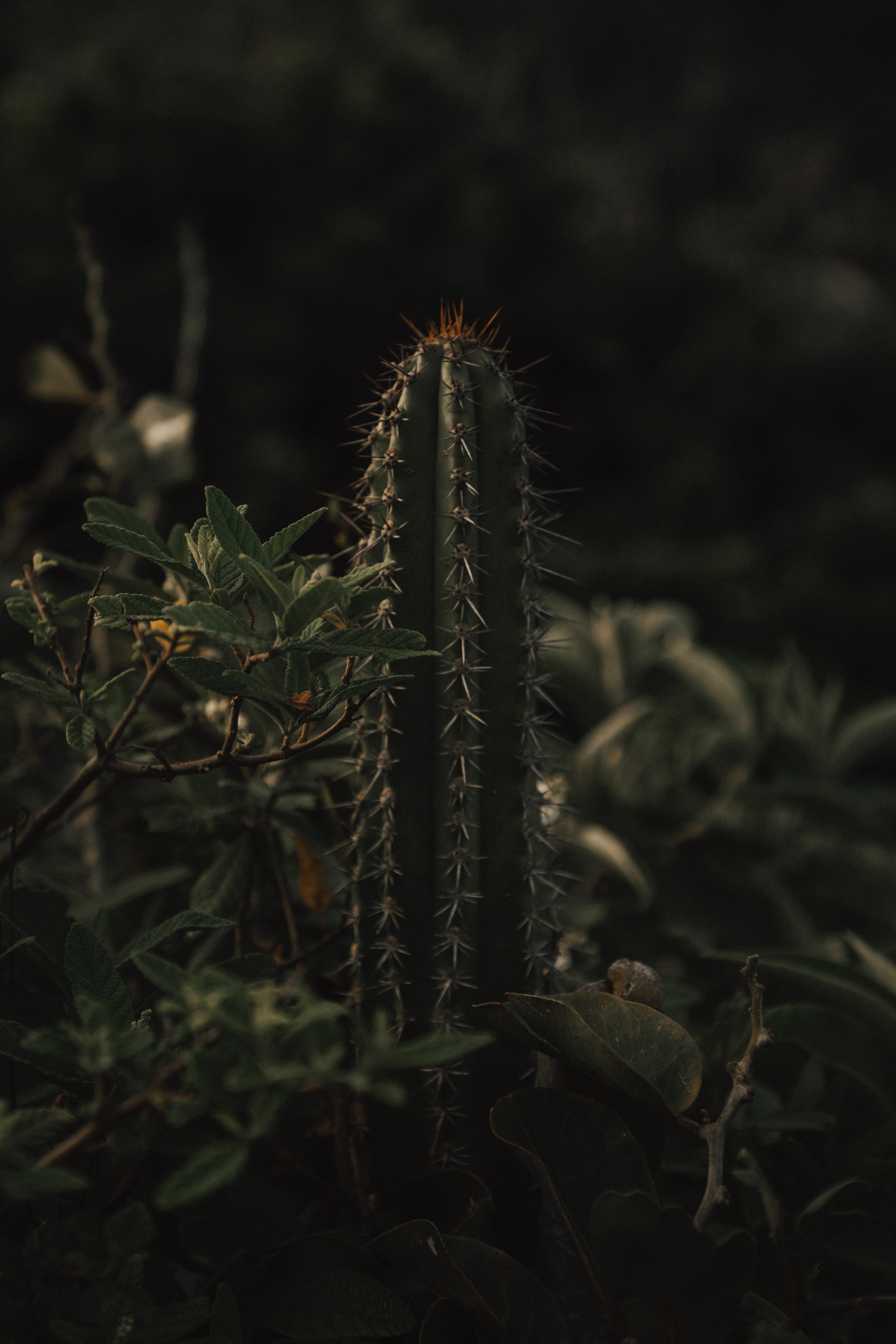 Download mobile wallpaper Prickles, Thorns, Cactus, Grass, Flowers, Leaves for free.