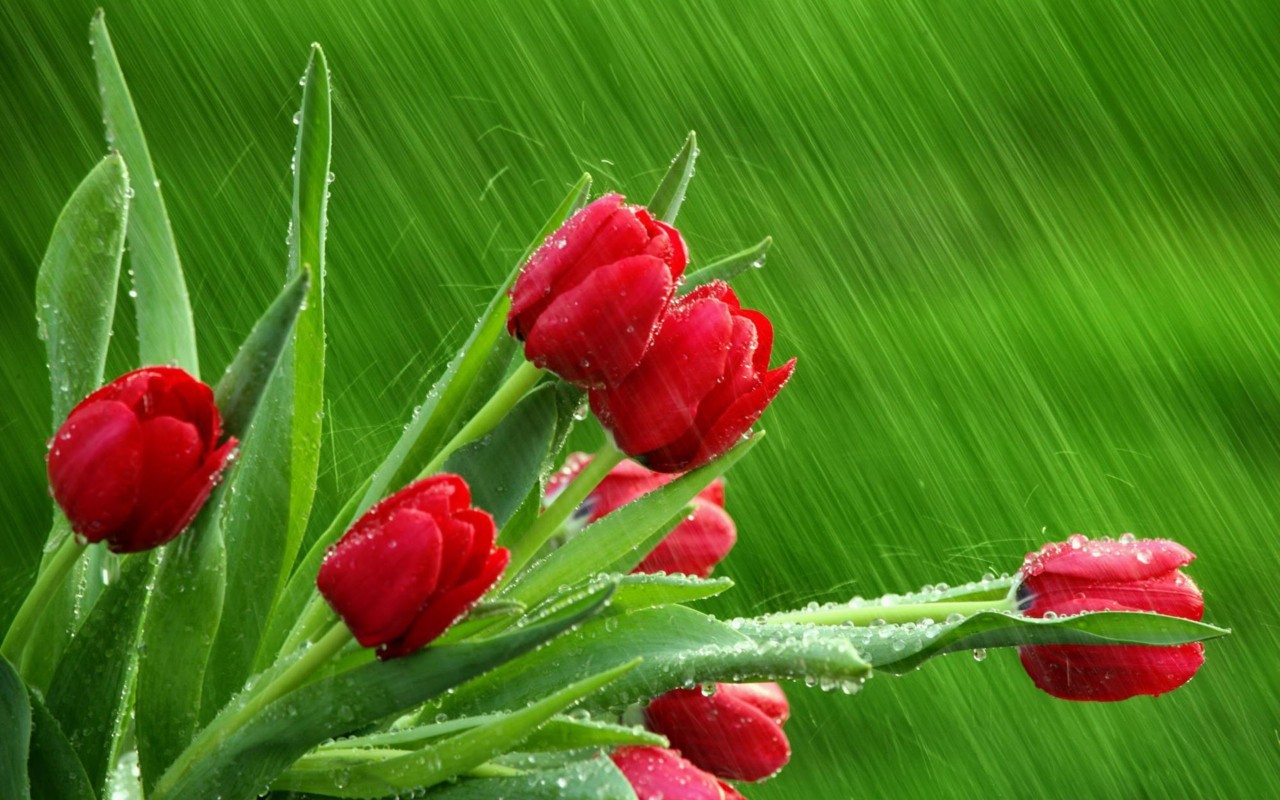 47123 Hintergrundbild herunterladen tulpen, pflanzen, blumen, grün - Bildschirmschoner und Bilder kostenlos