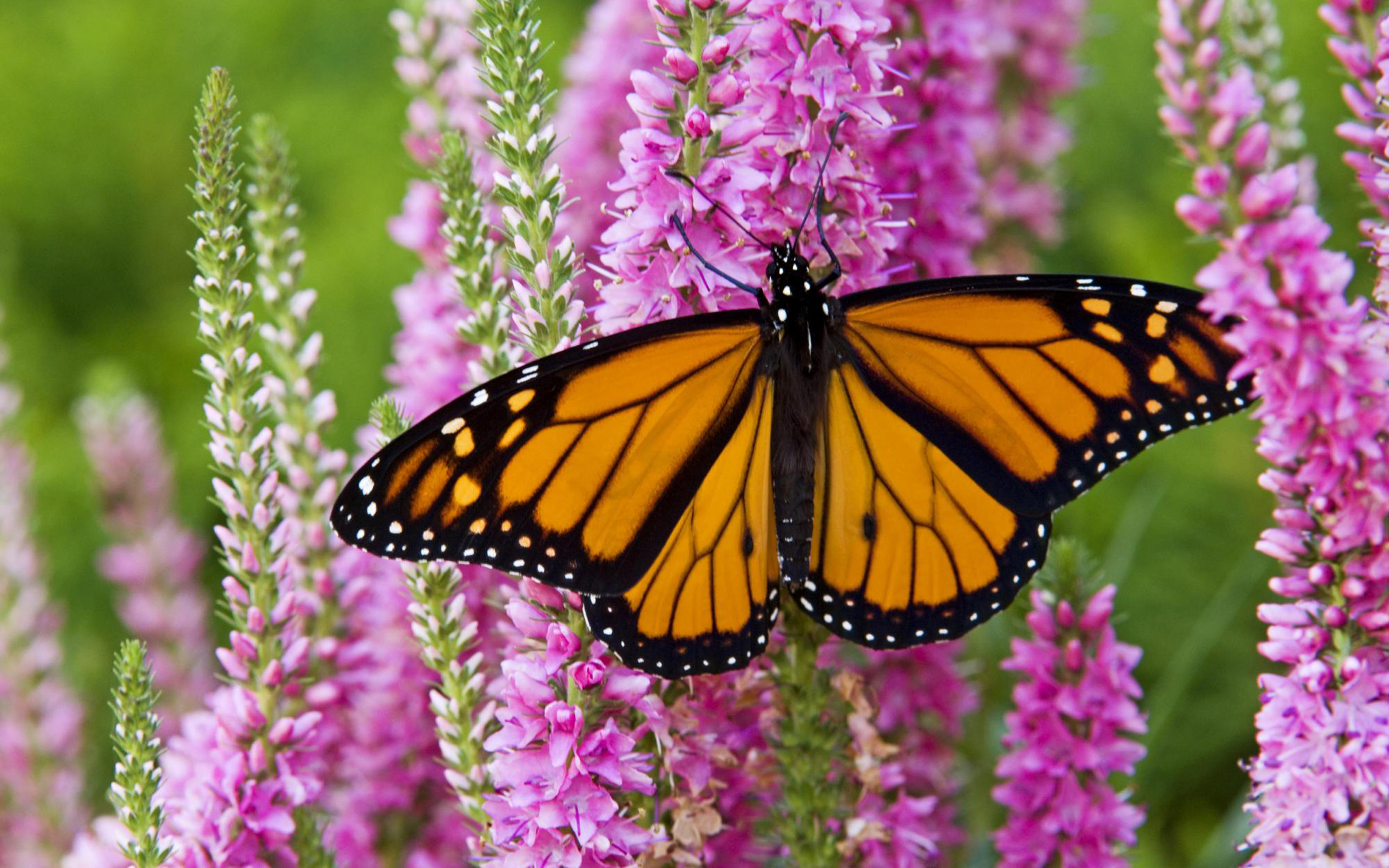 749376 скачать обои животные, бабочка, цветок, бабочка монарх - заставки и картинки бесплатно