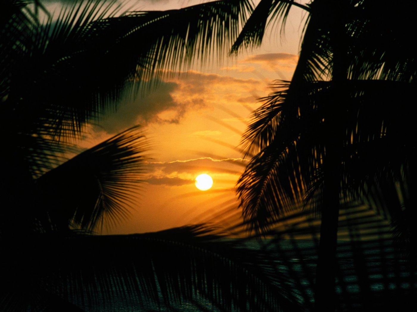 Download mobile wallpaper Sunset, Landscape, Palms for free.