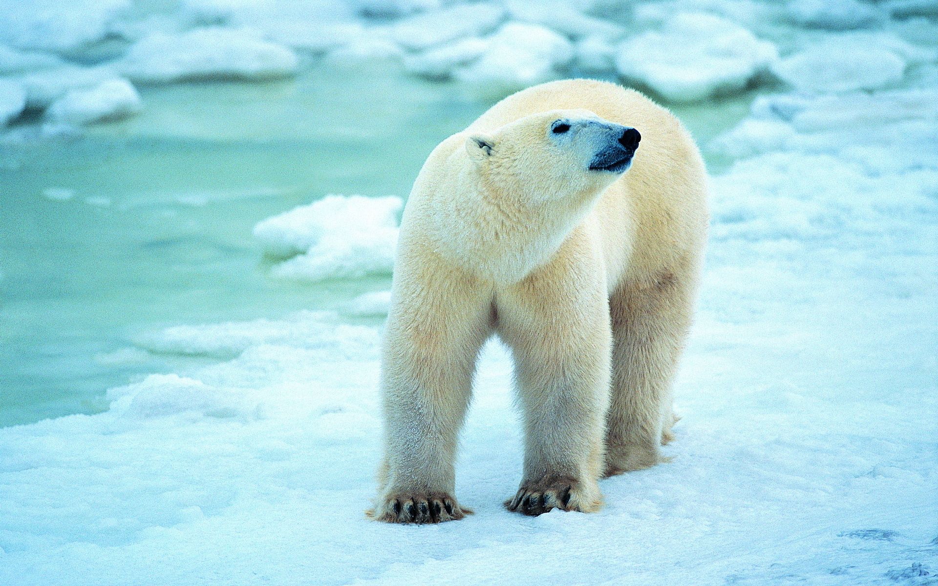 Handy-Wallpaper Spaziergang, Tiere, Schnee, Antarktis, Polarbär, Bummel, Eisbär kostenlos herunterladen.