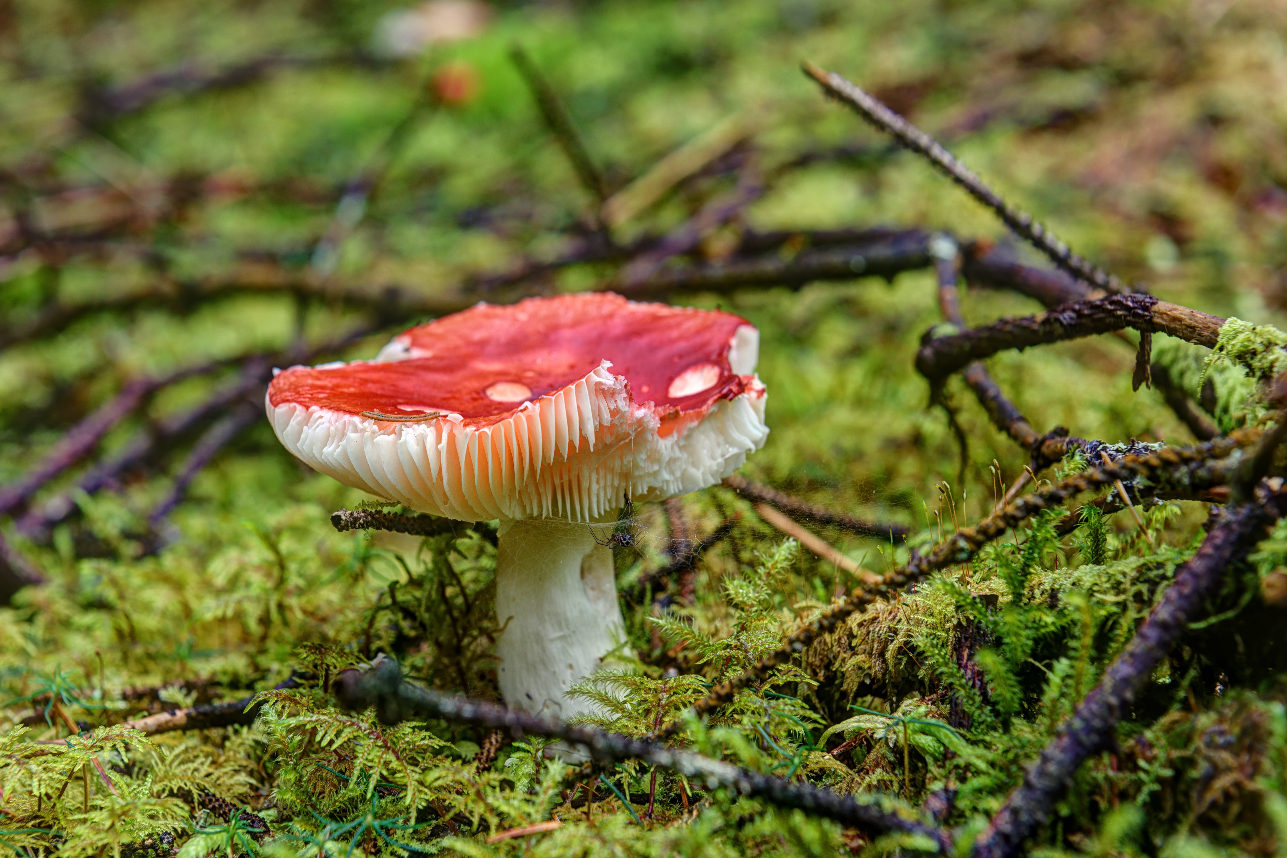 Download mobile wallpaper Macro, Earth, Mushroom, Moss, Fly Agaric for free.