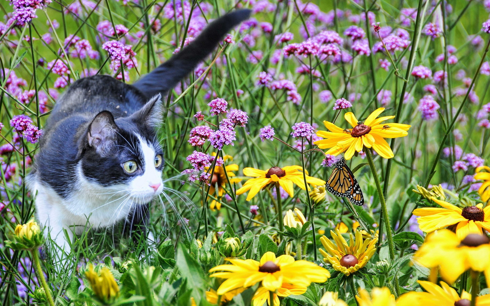 Картинки котики летние