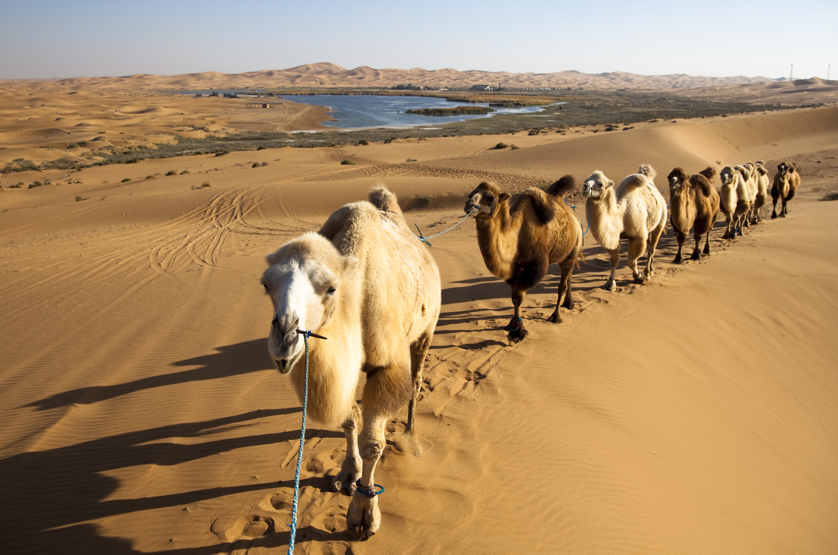 Караван верблюдов в пустыне фото