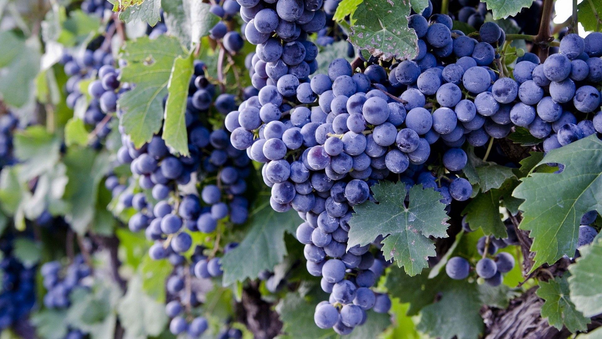Grapes Vertical Background