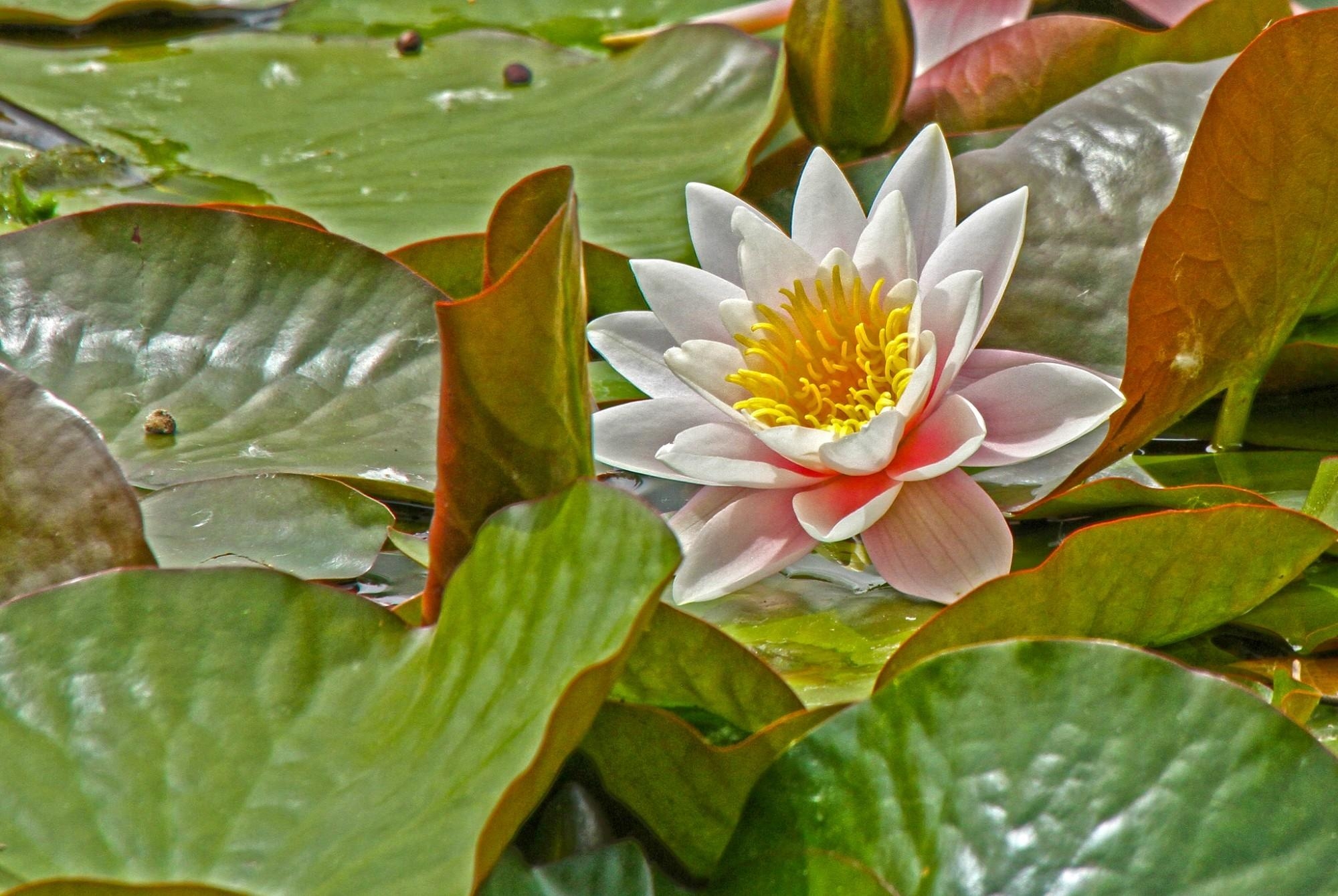 Laden Sie das Blätter, Grüne, Grünen, Teich, Seerose, Blumen-Bild kostenlos auf Ihren PC-Desktop herunter