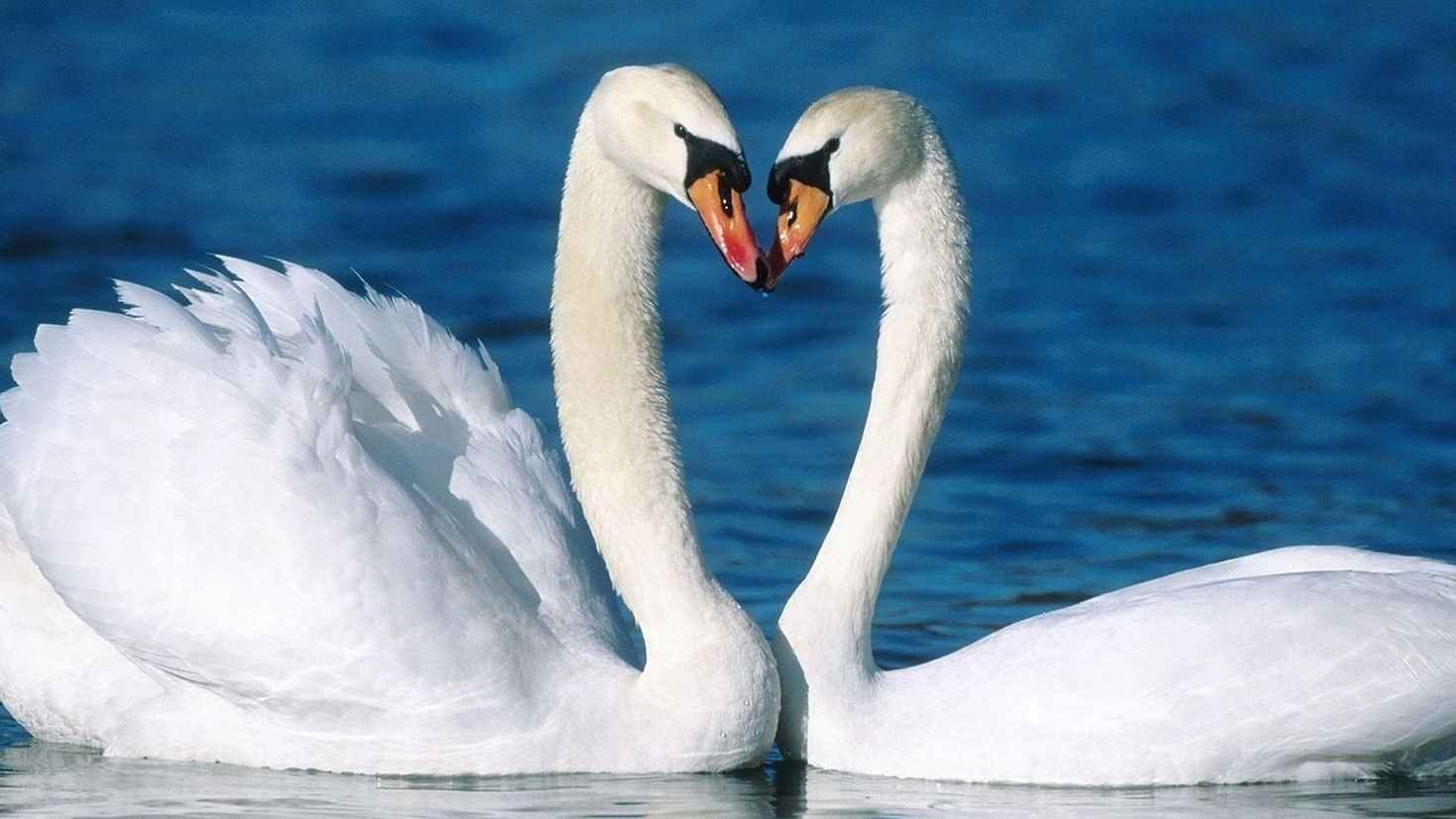 Верность на английском. Красивые лебеди. Пара лебедей. Два лебедя. Лебединая любовь.