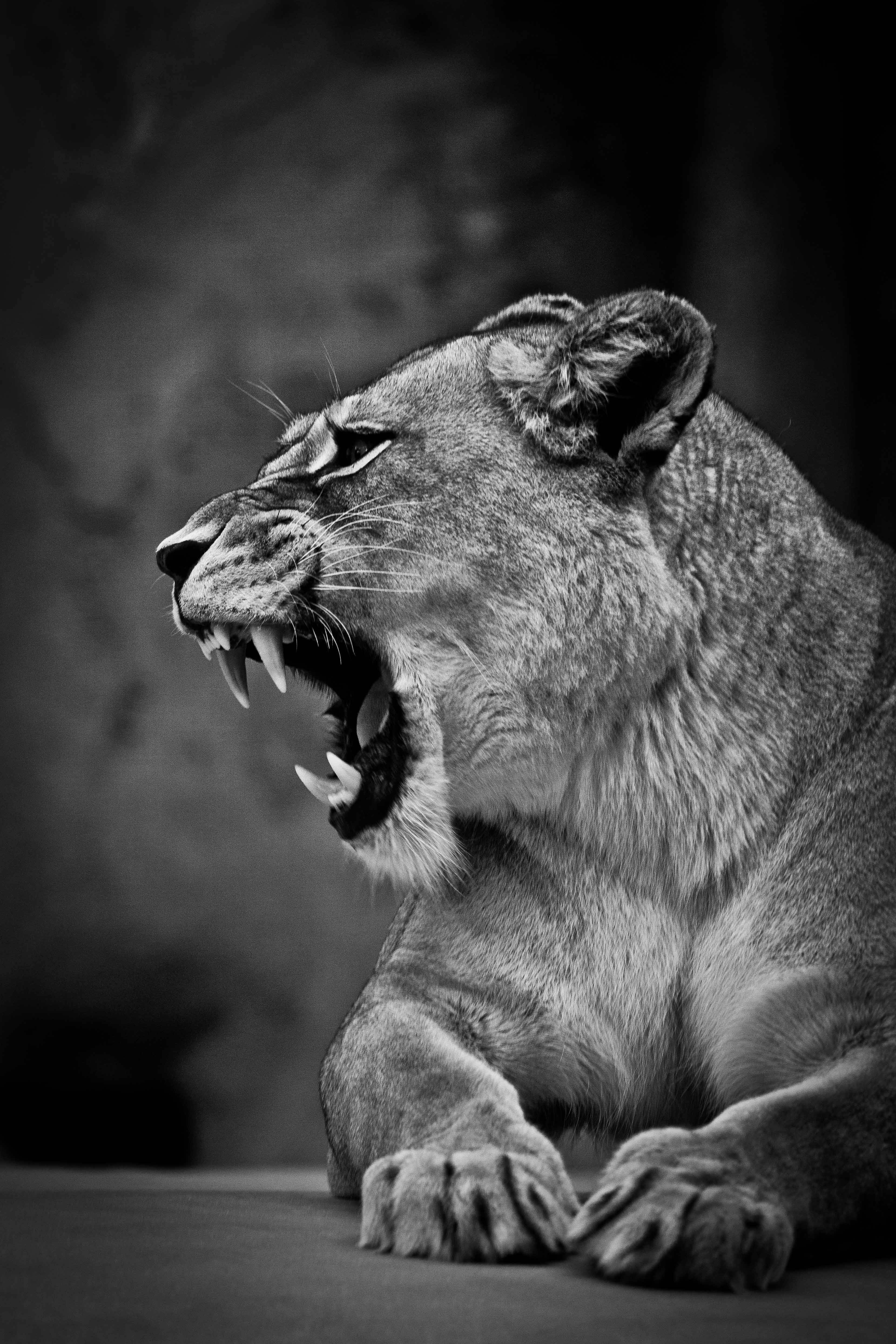 lion, lioness, animals, grin, predator, big cat, bw, chb cell phone wallpapers