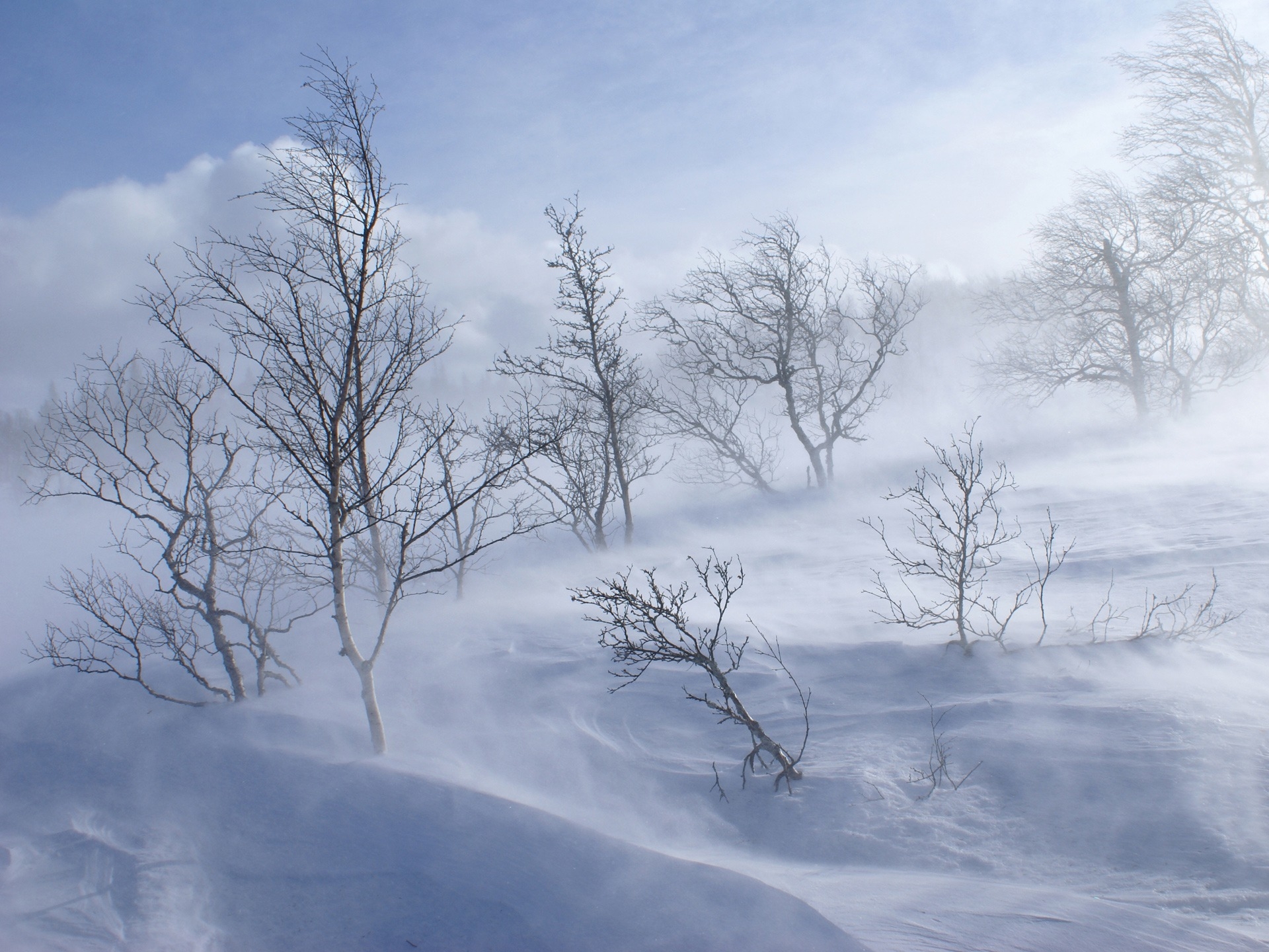 105360 скачать обои природа, деревья, горы, снег, метель, ветер - заставки и картинки бесплатно