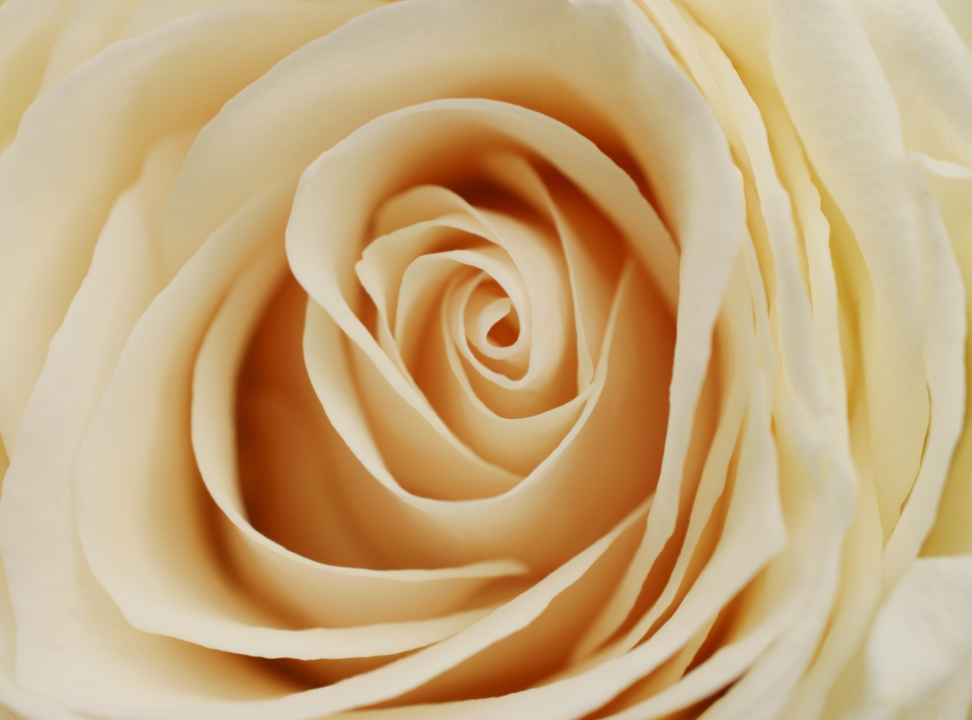 55783 télécharger l'image une rose, rose, macro, lumière, pétales, bourgeon, couleur claire, couleur laiteuse, couleur du lait - fonds d'écran et économiseurs d'écran gratuits